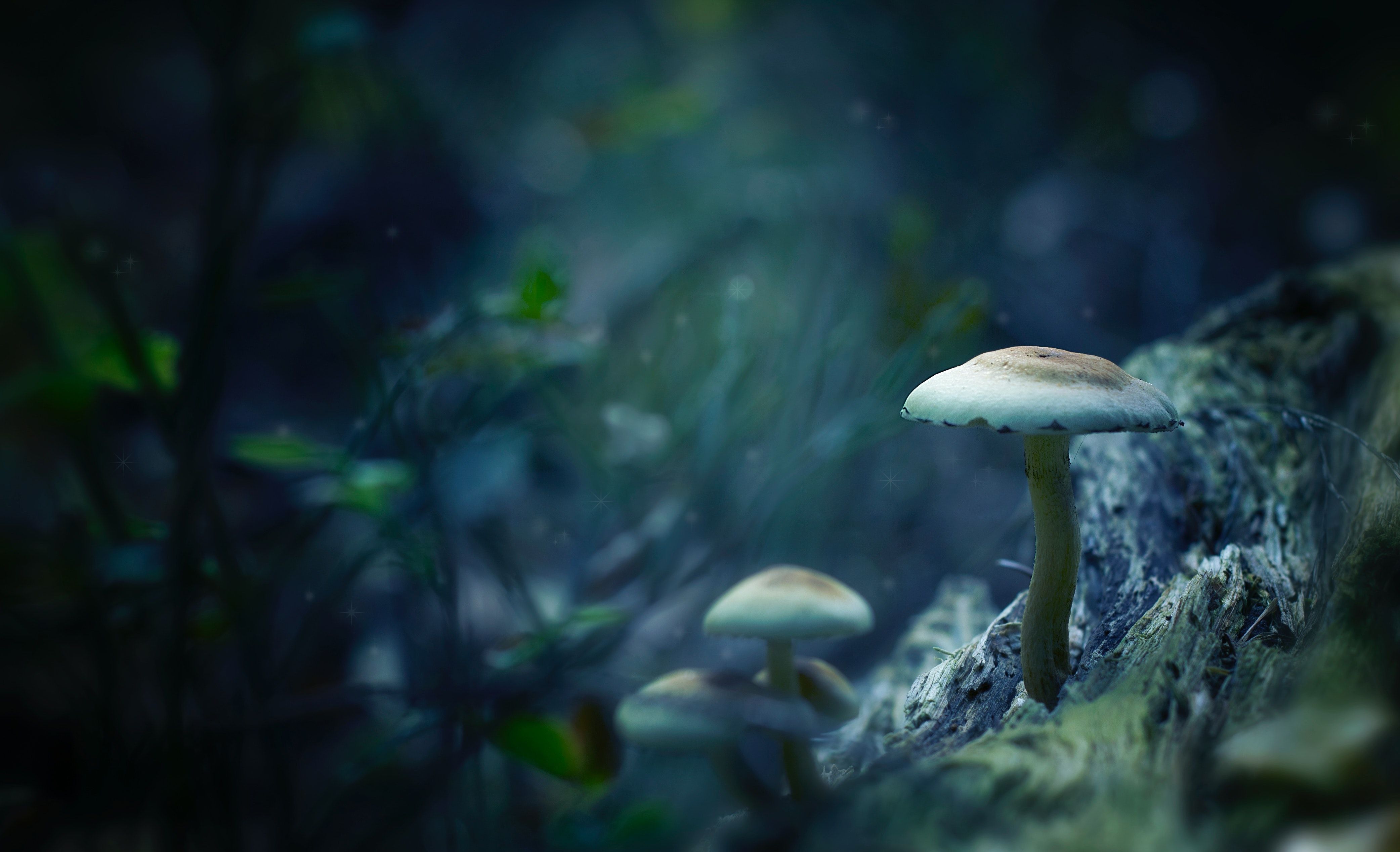 A mushroom growing out of a tree stump in a forest. - Mushroom