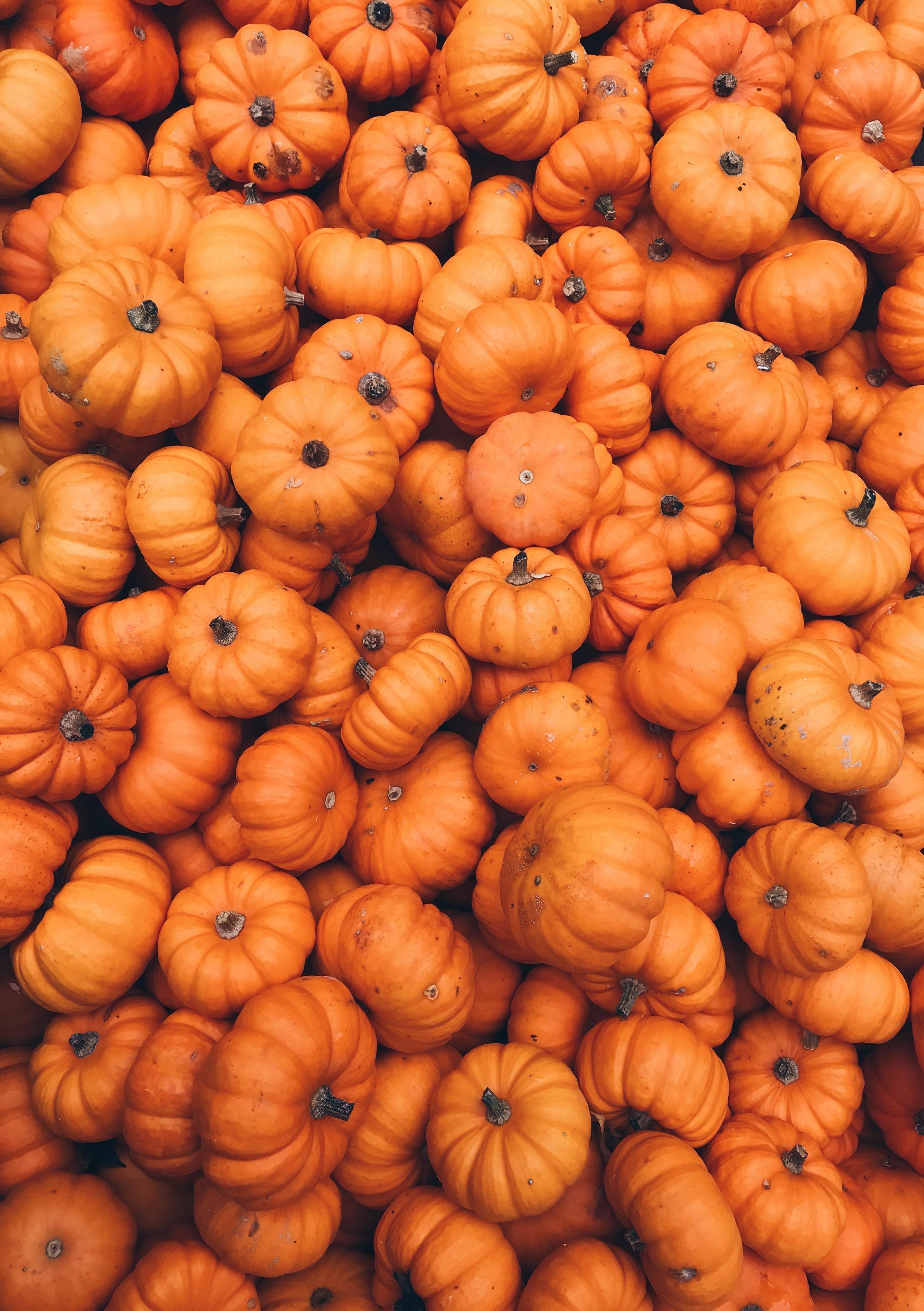 A pile of orange and white squash - October, pumpkin, orange