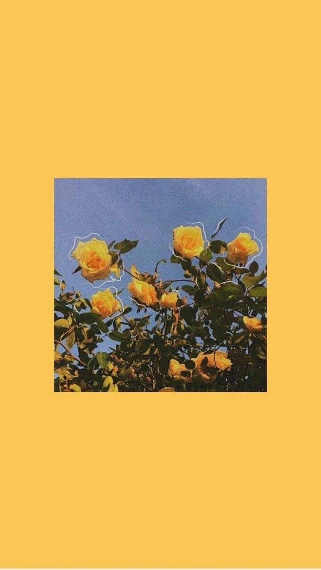 Aesthetic yellow rose phone wallpaper - Yellow iphone