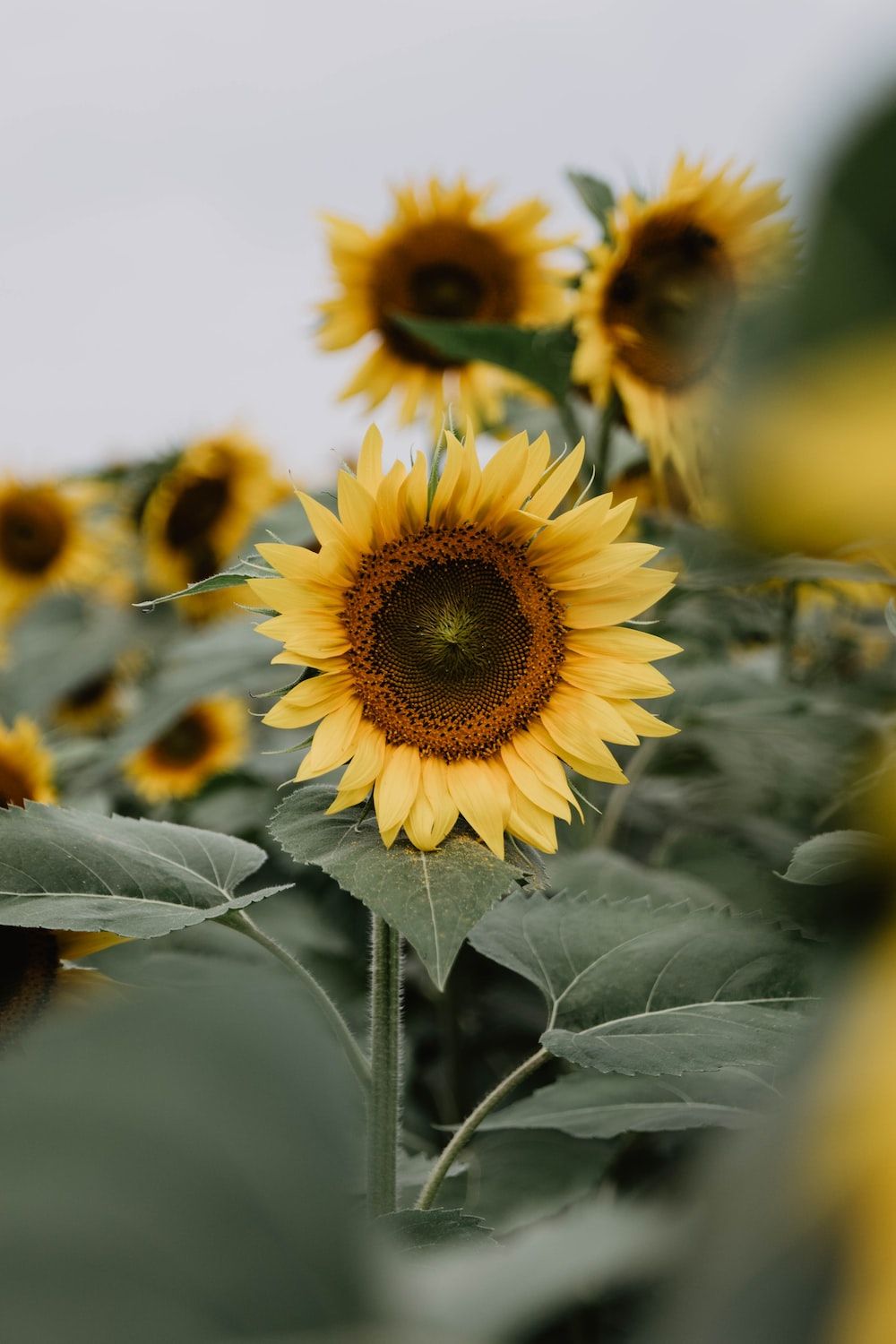 yellow sunflower field photo