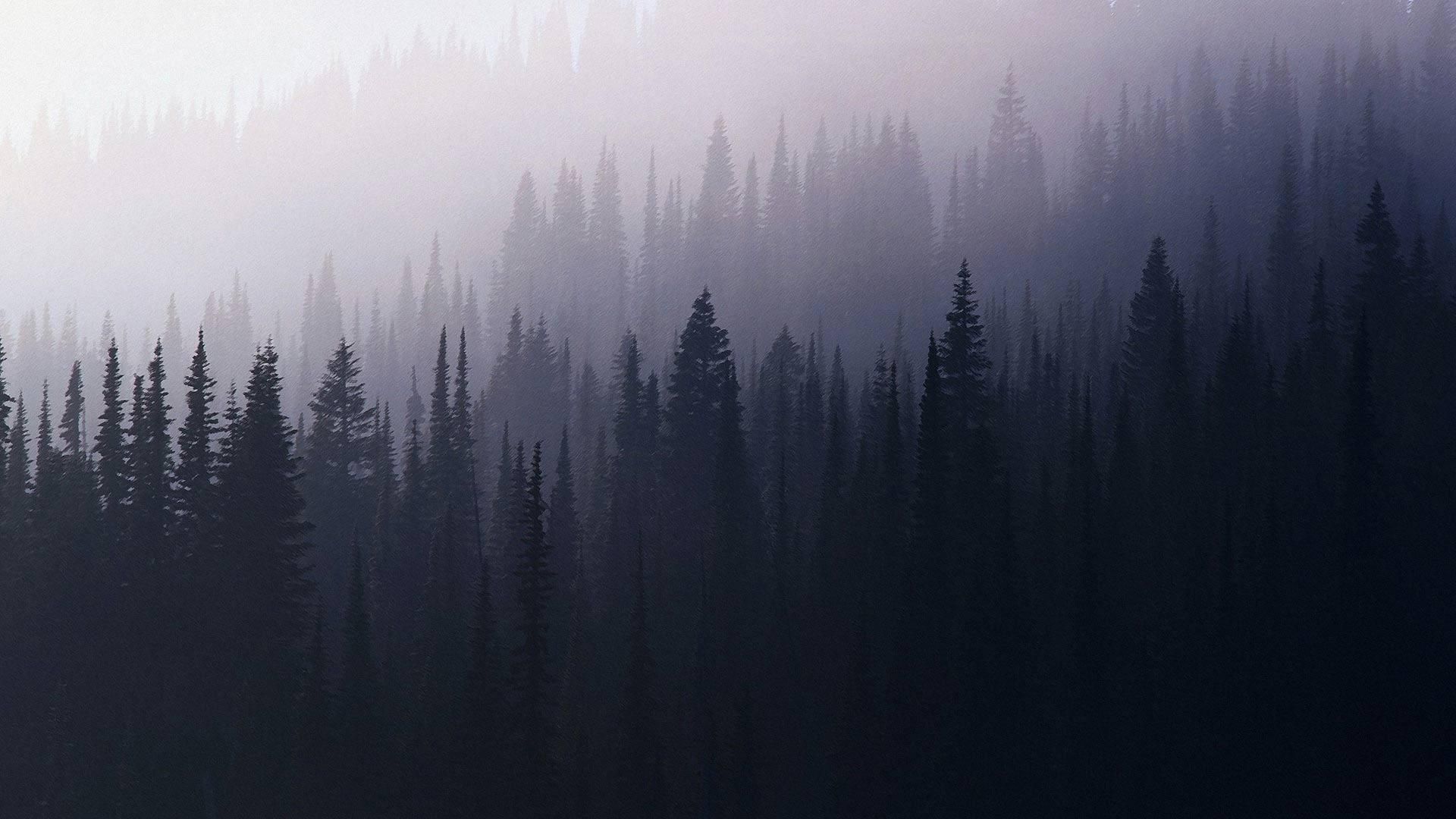 The trees in the forest are covered with fog - Foggy forest