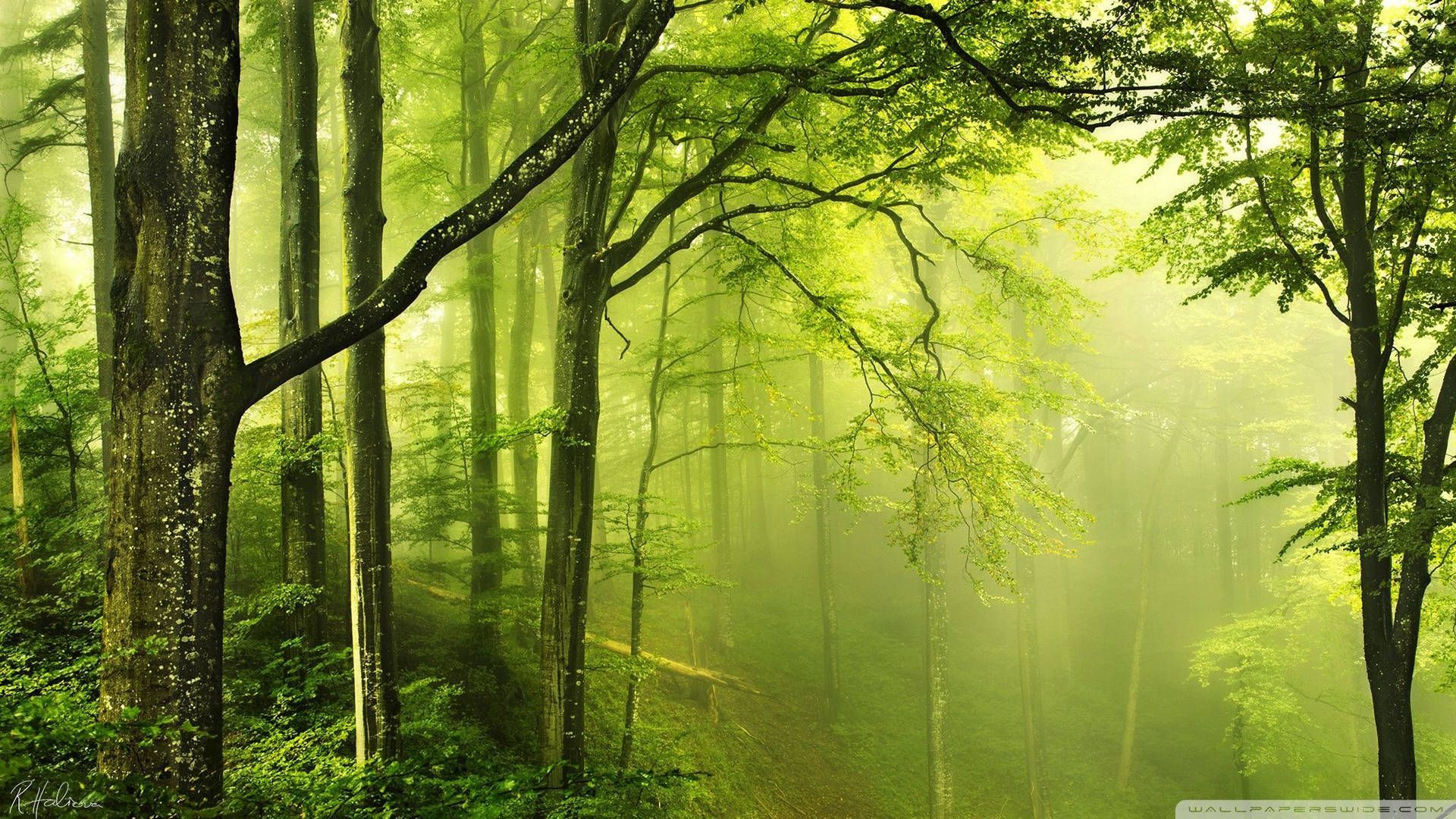 Free Forest Wallpaper Downloads, Forest Wallpaper for FREE