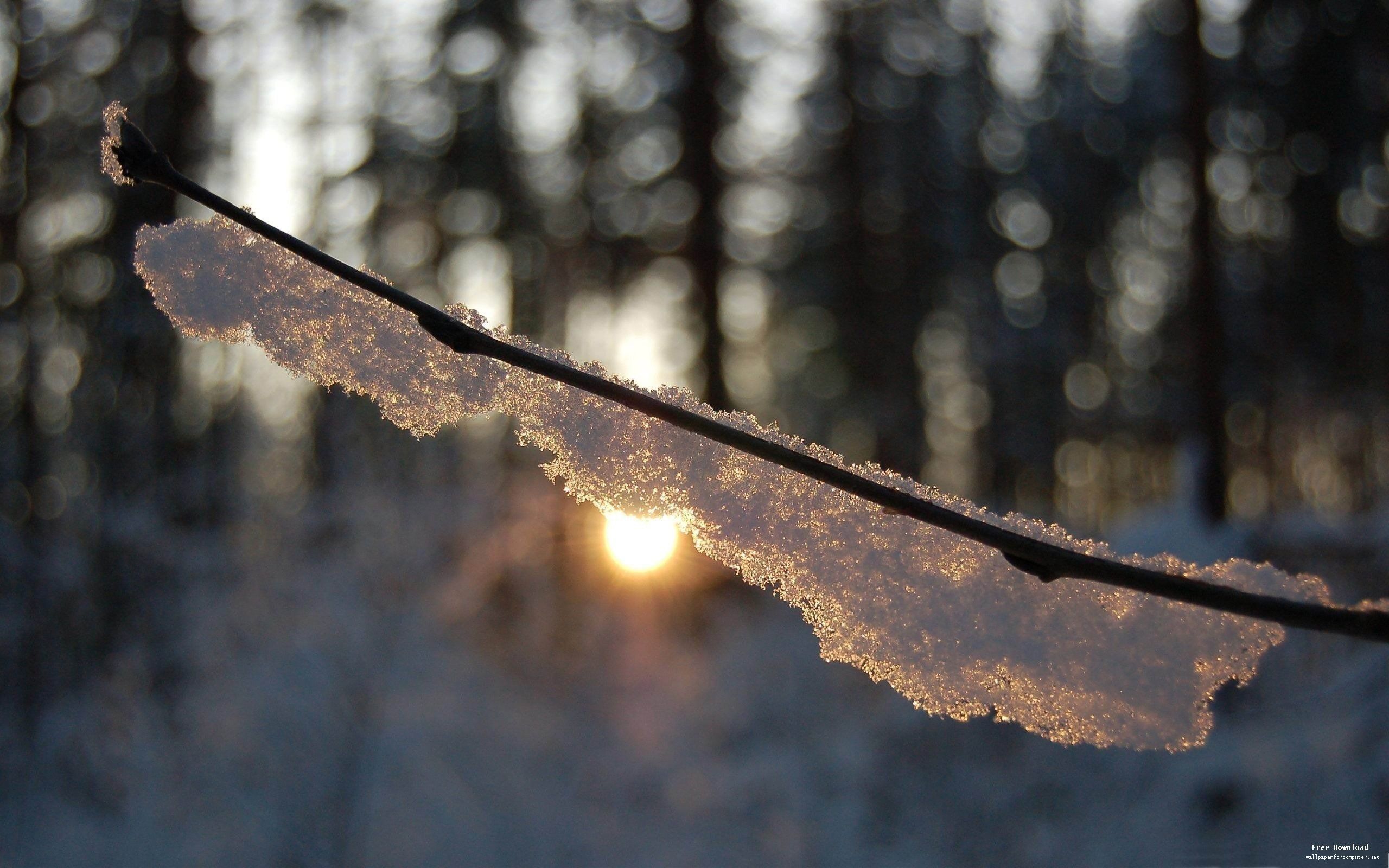 A branch covered in snow, with the sun shining through it. - Warm