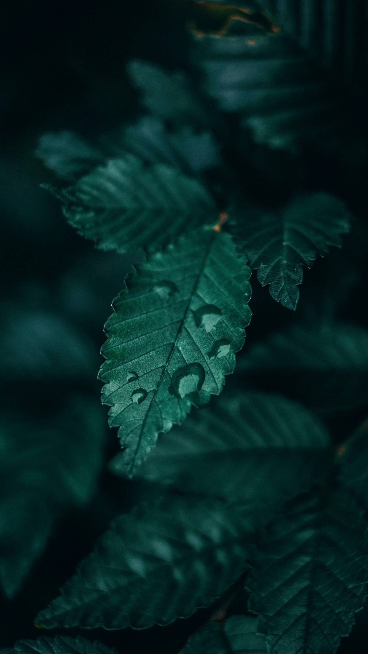 Green leaf with water drops on it in a dark forest. - Slytherin, dark green
