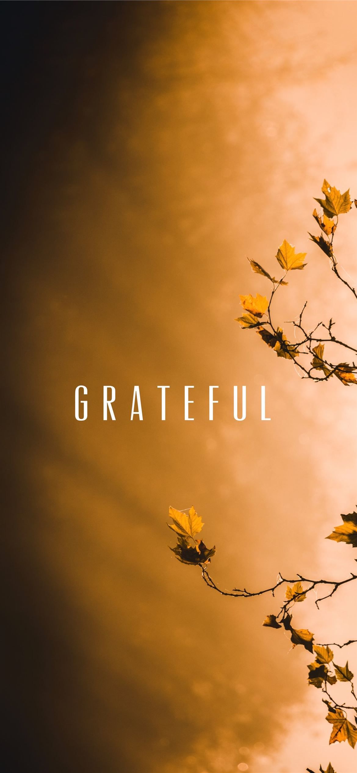 Grateful wallpaper for mobile devices with a tree branch and leaves - Hufflepuff