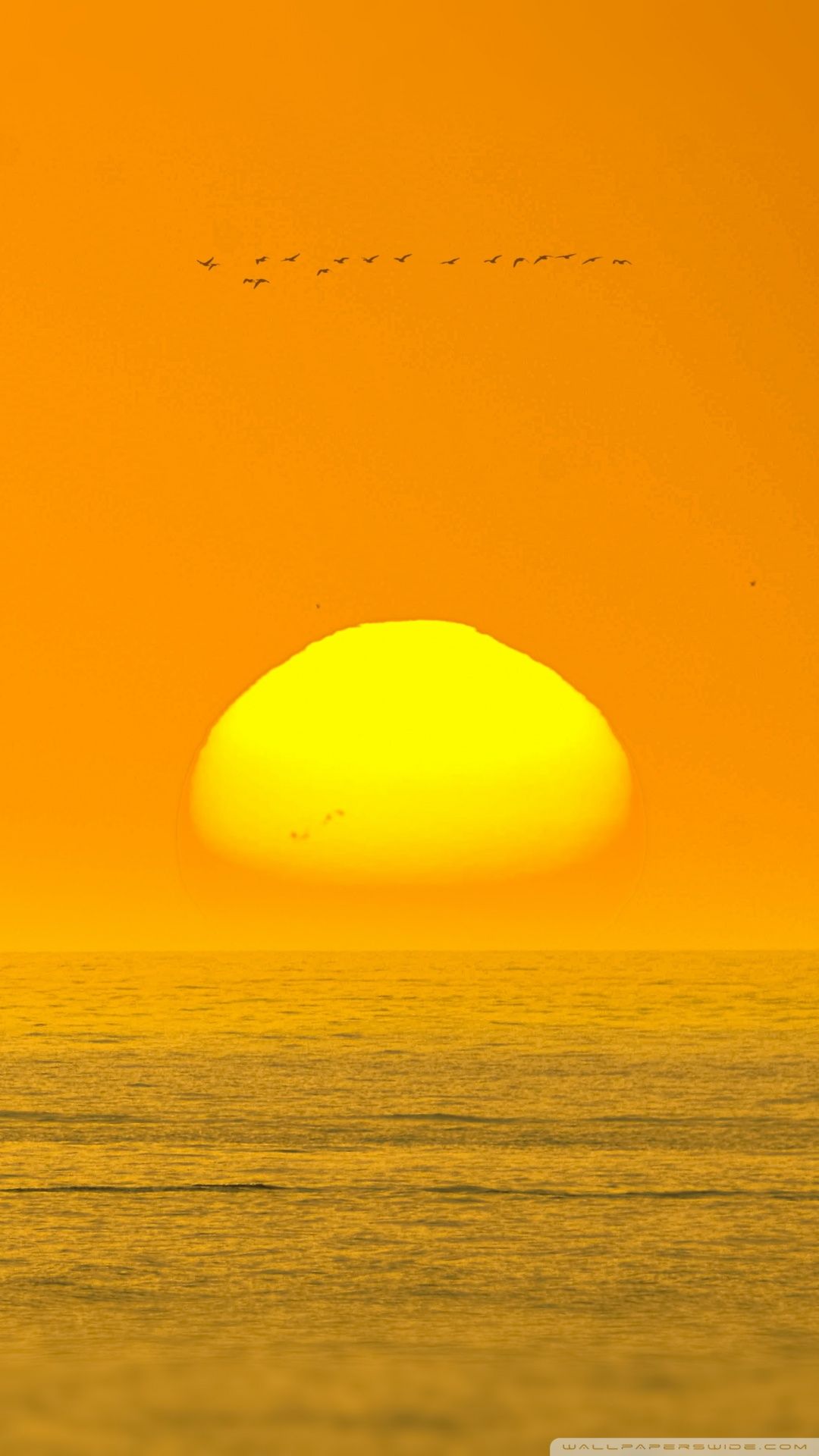 Sun setting over the sea with birds flying in the sky wallpaper 1242x2208 for iPhone 8 - Travel
