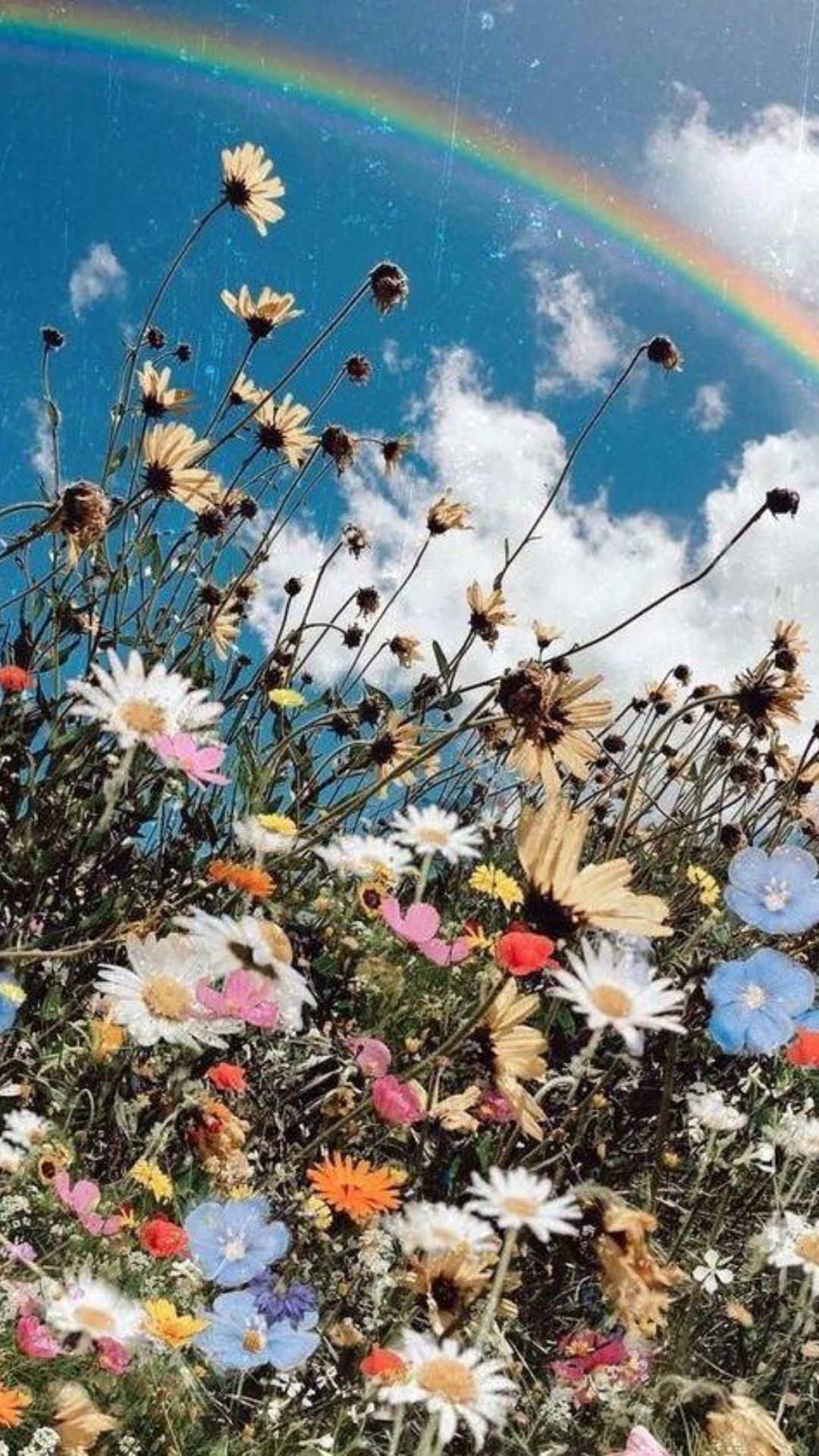 A rainbow in the sky above a field of flowers - Cottagecore
