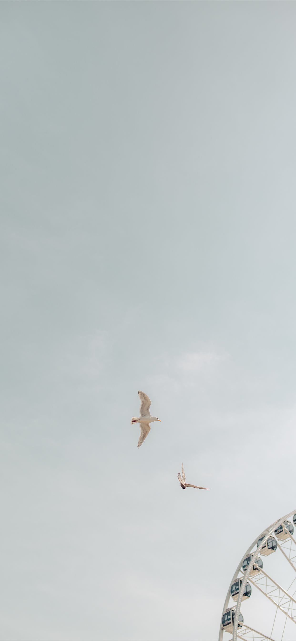 two birds on flight iPhone X Wallpaper Free Download