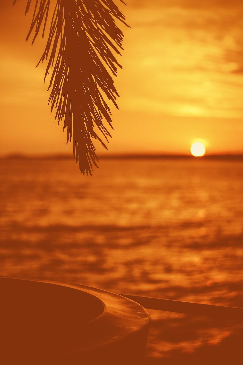 A palm tree leaf in front of a sunset over the ocean - Summer, sunset