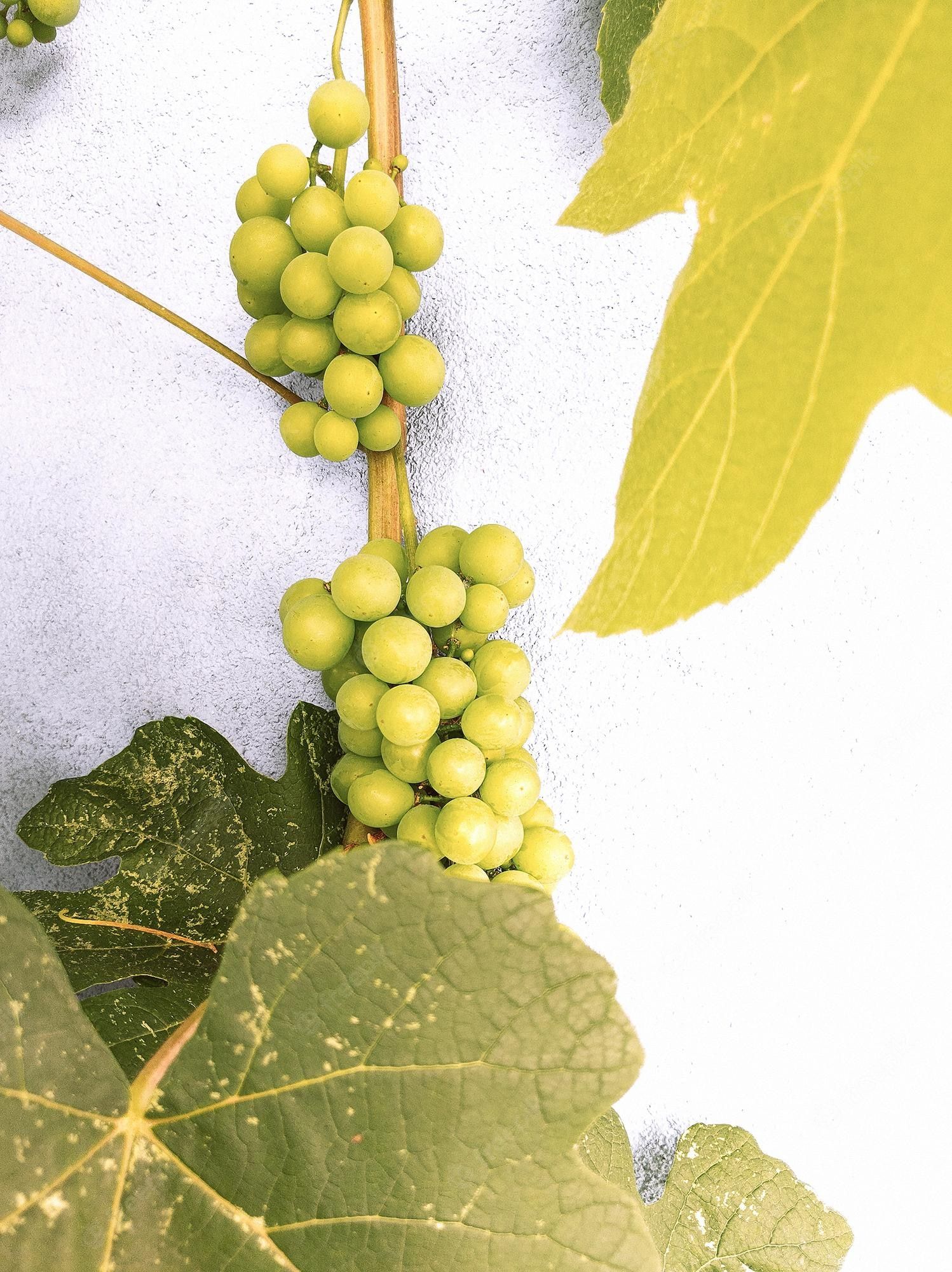 A close up of some grapes on the vine - Travel