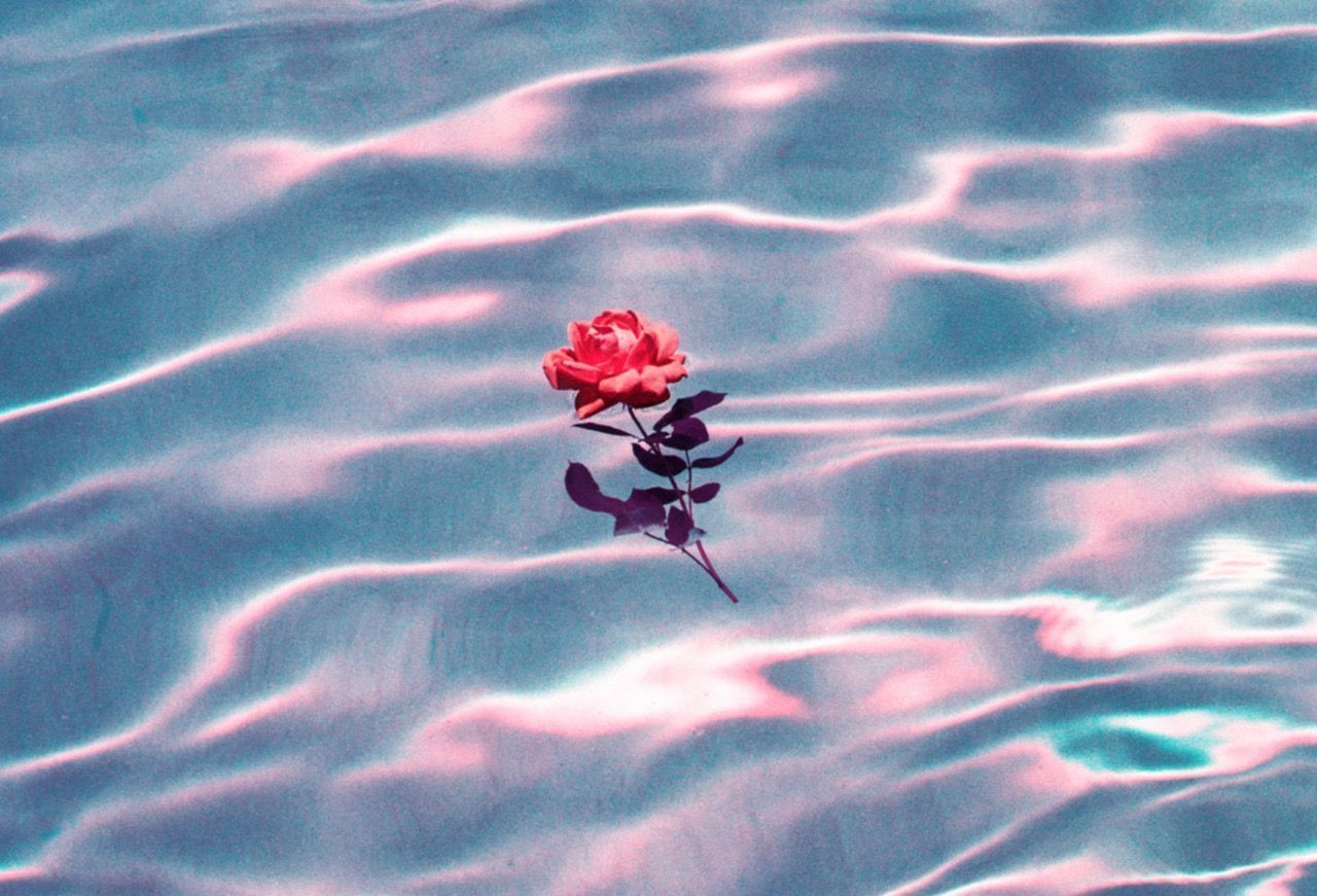 A single rose floating in the middle of water - Water