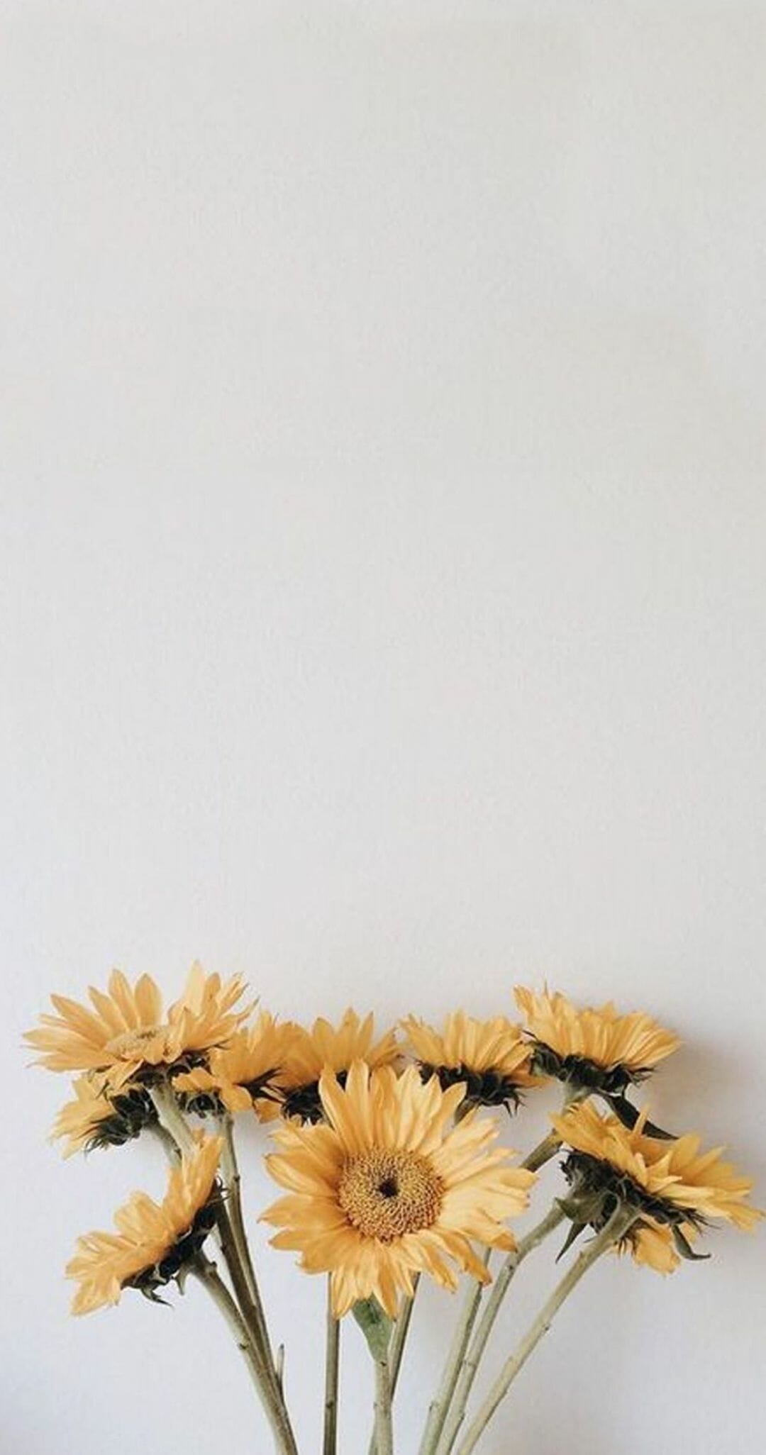 A vase of sunflowers on a white background - Pastel yellow, vintage