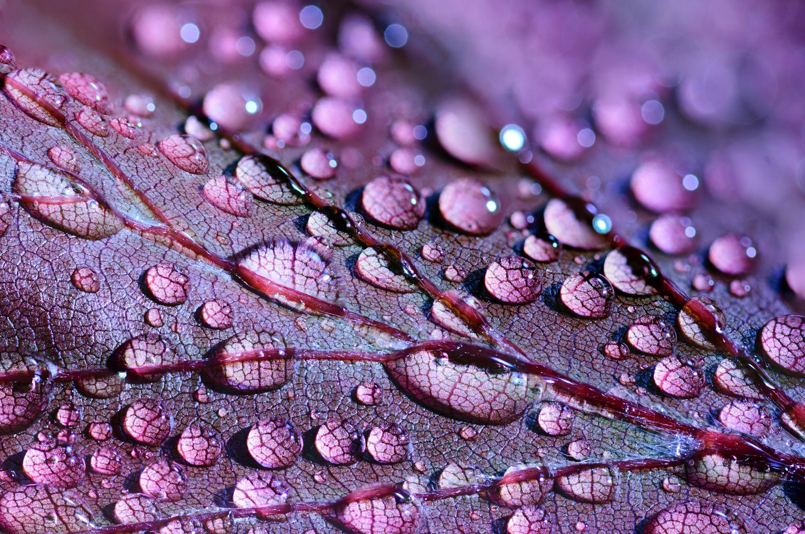 A close up of a purple leaf with water droplets on it - Water