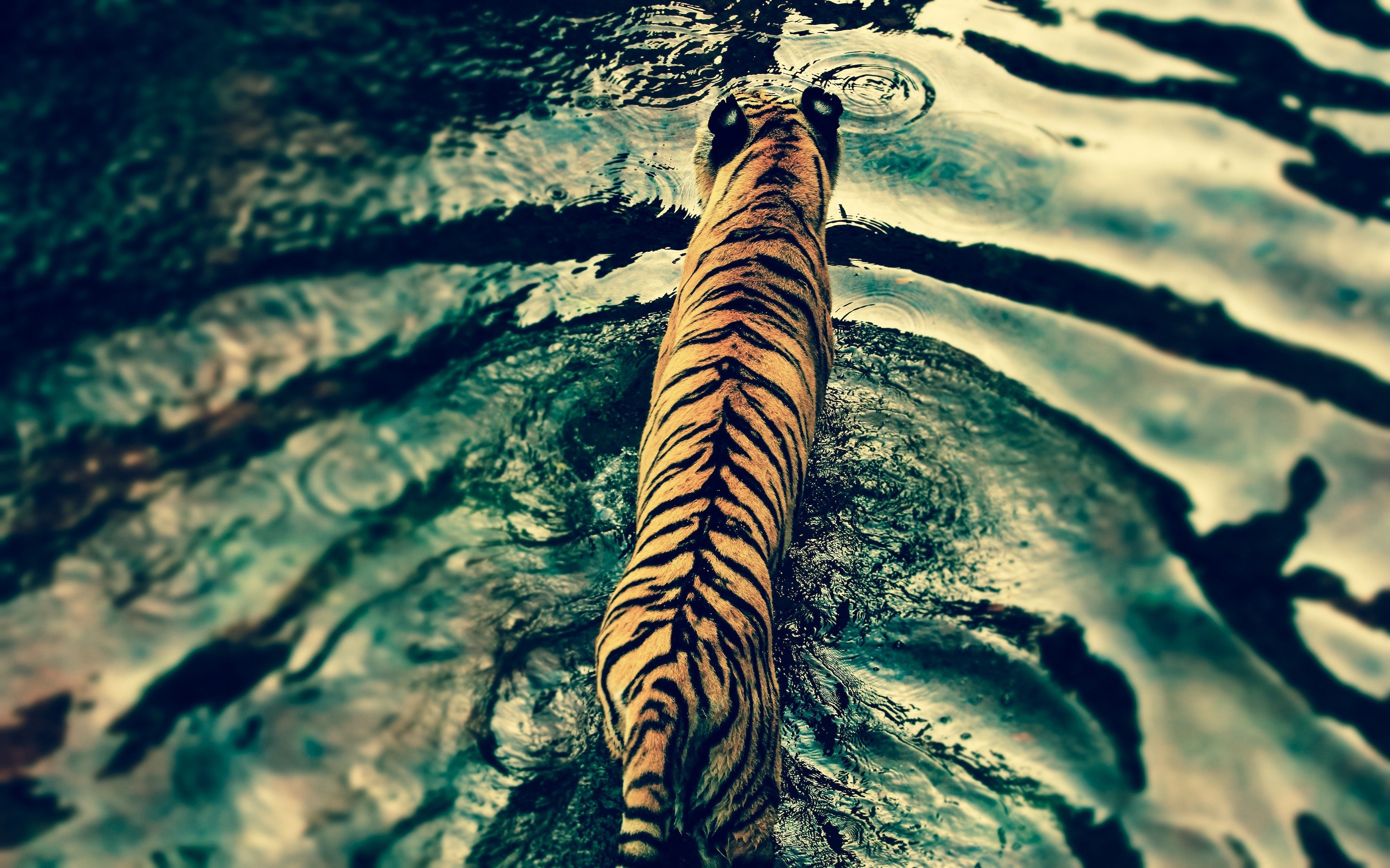 A tiger is walking through the water - Water, tiger