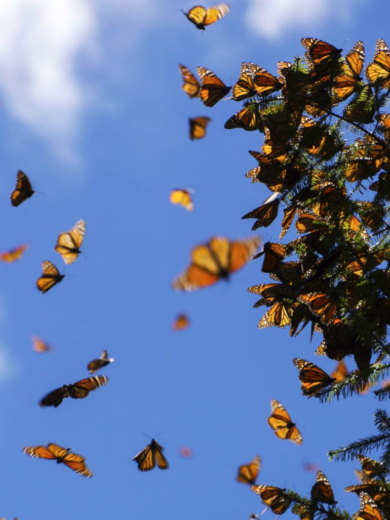 A group of monarch butterflies flying in the sky - Mexico