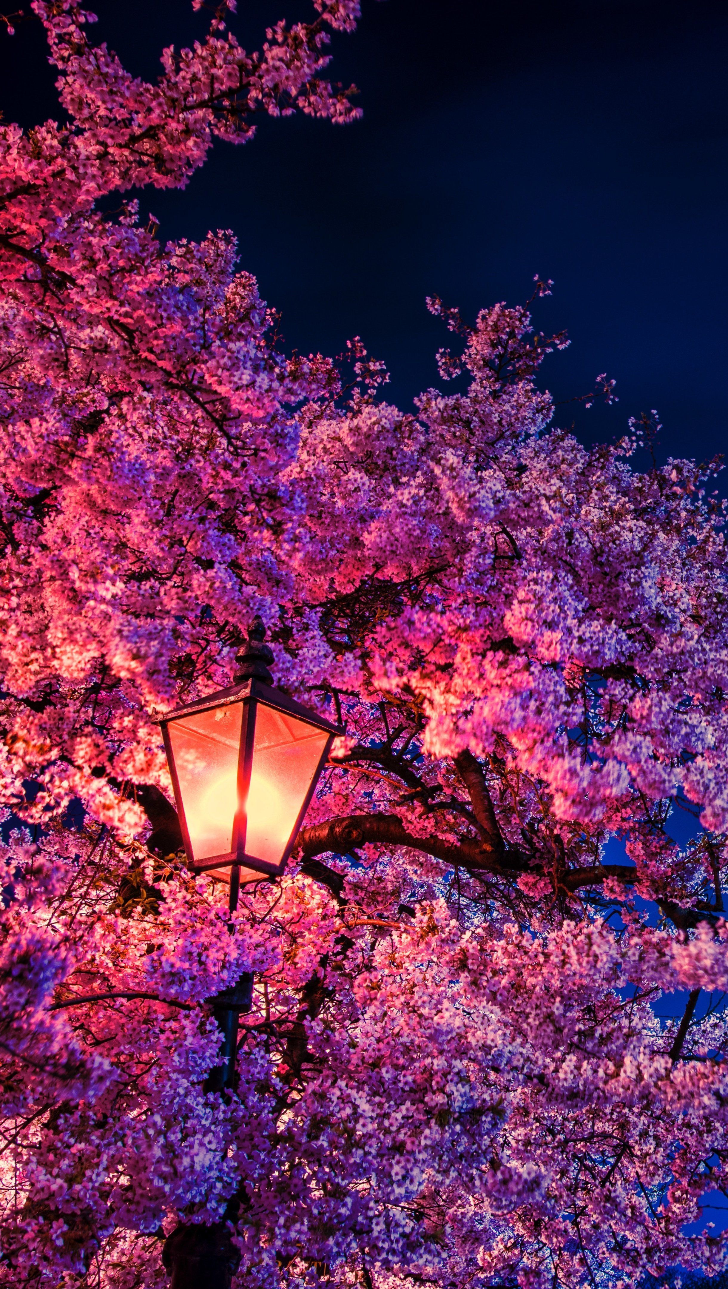 A pink tree with a red light shining through it. - Night, cherry