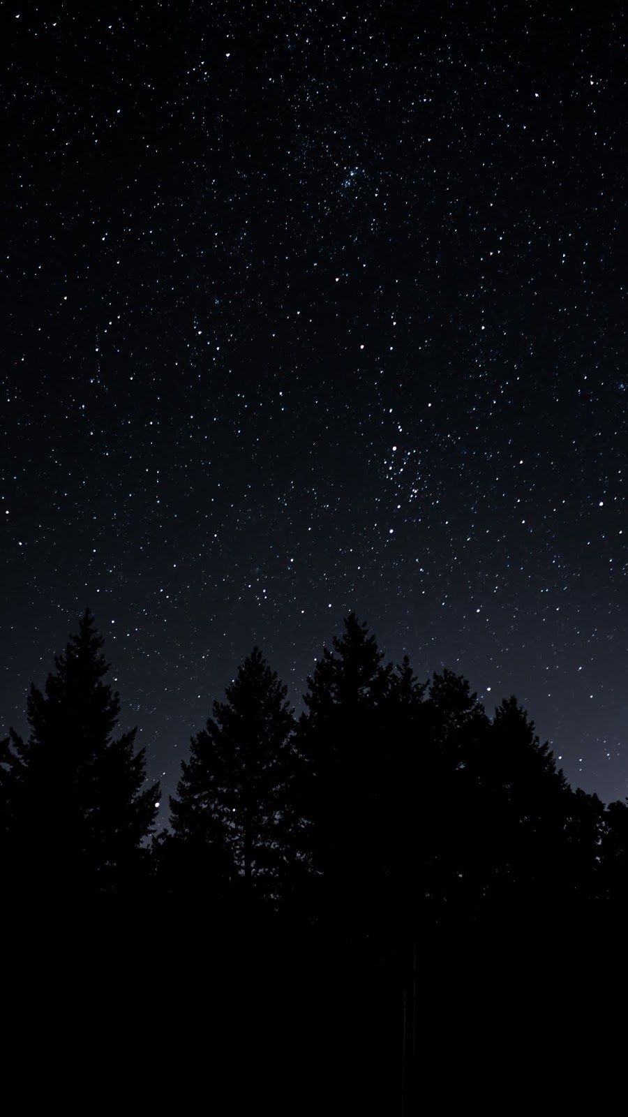 A night sky with stars and trees - Night