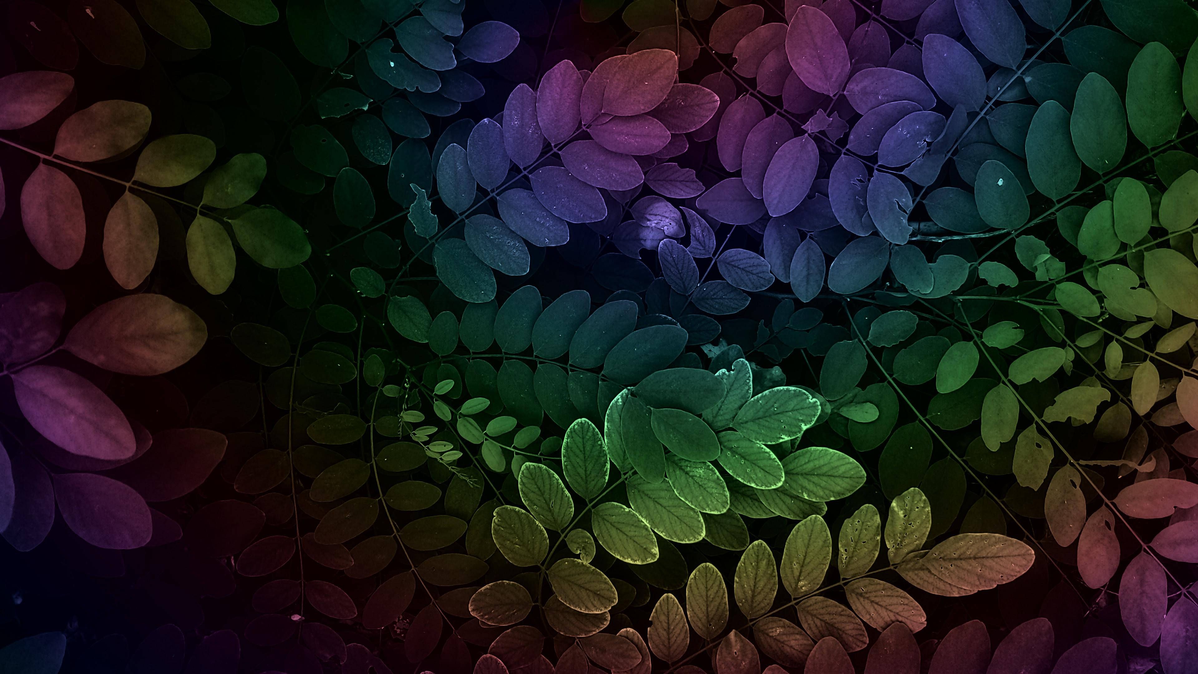 Download Rainbow Aesthetic Leaves Wallpaper