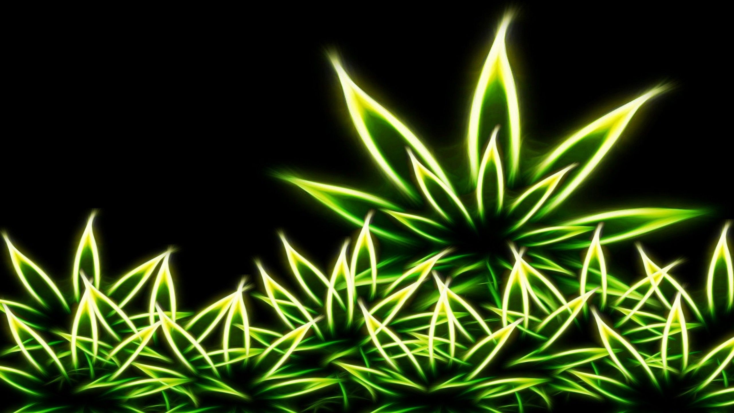 A green marijuana plant on black background - Weed