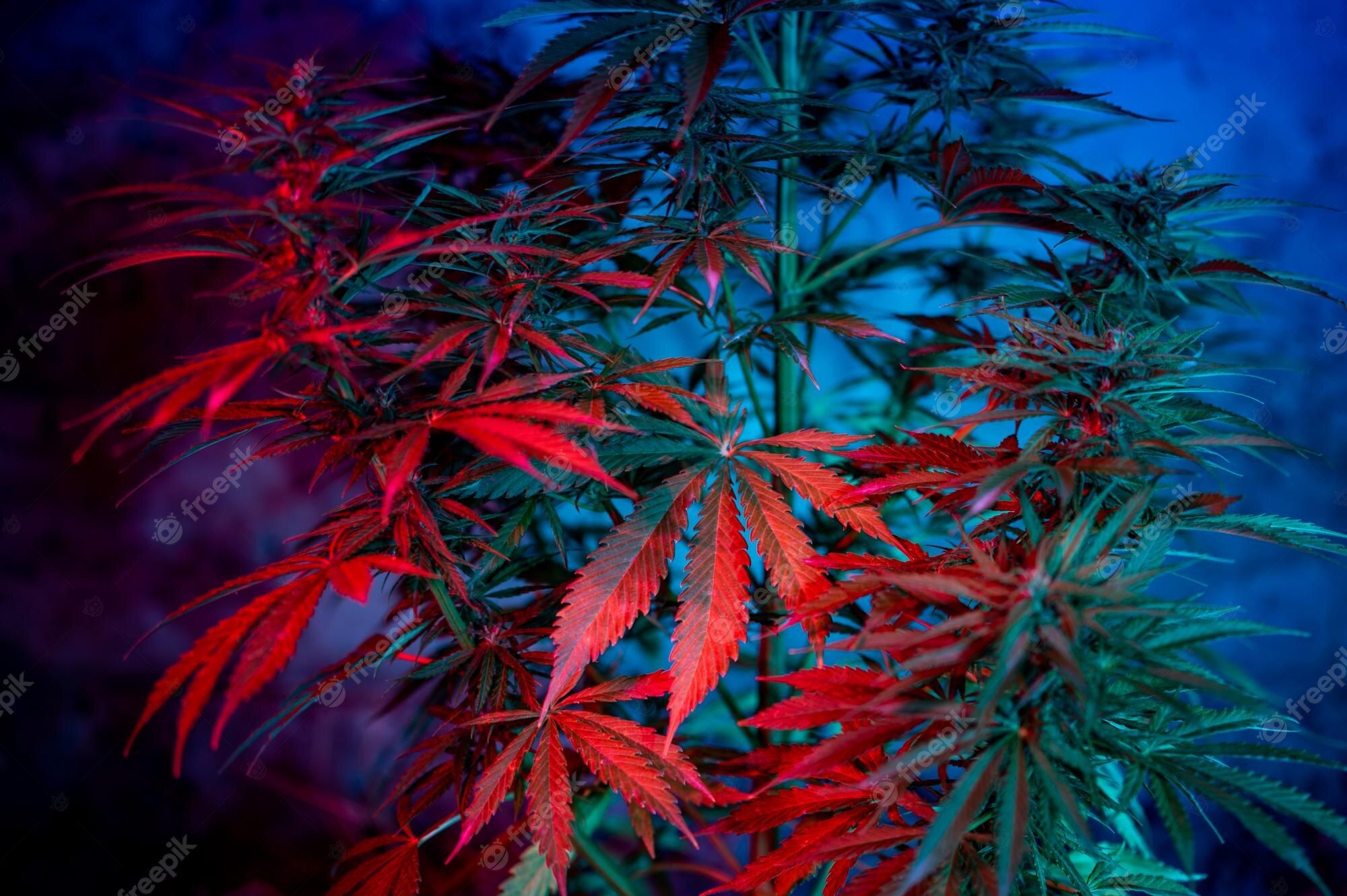 A cannabis plant with red and blue lighting - Weed