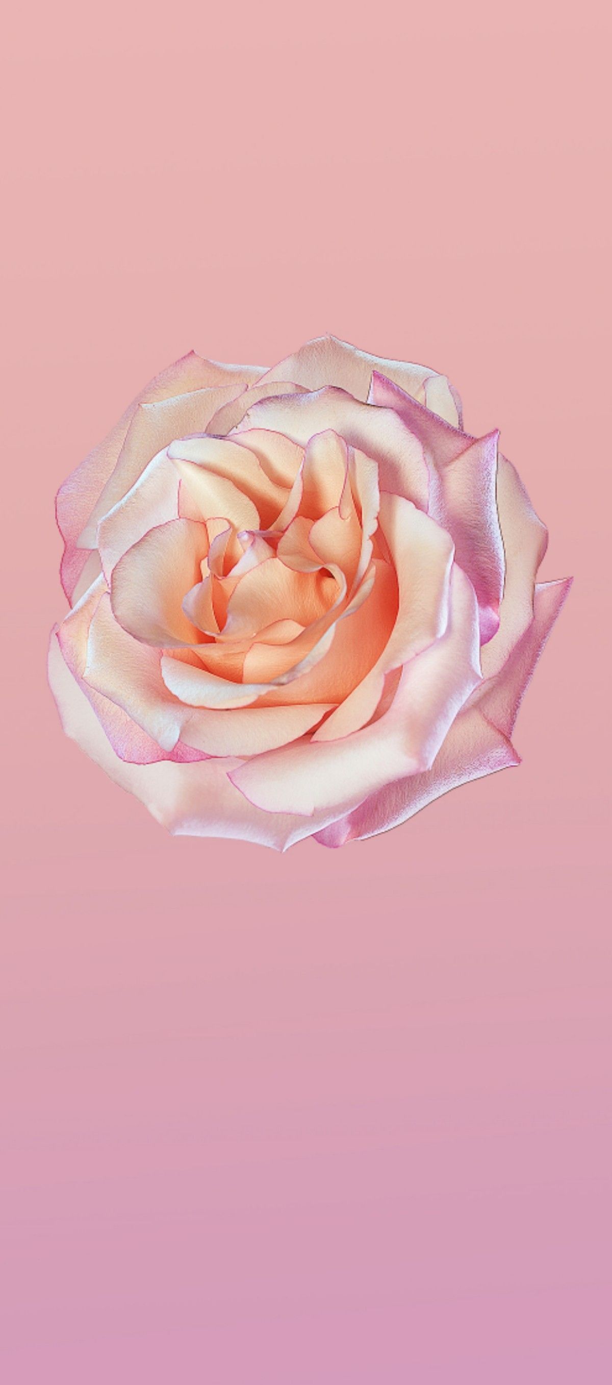 A pink rose on top of some purple - Clean