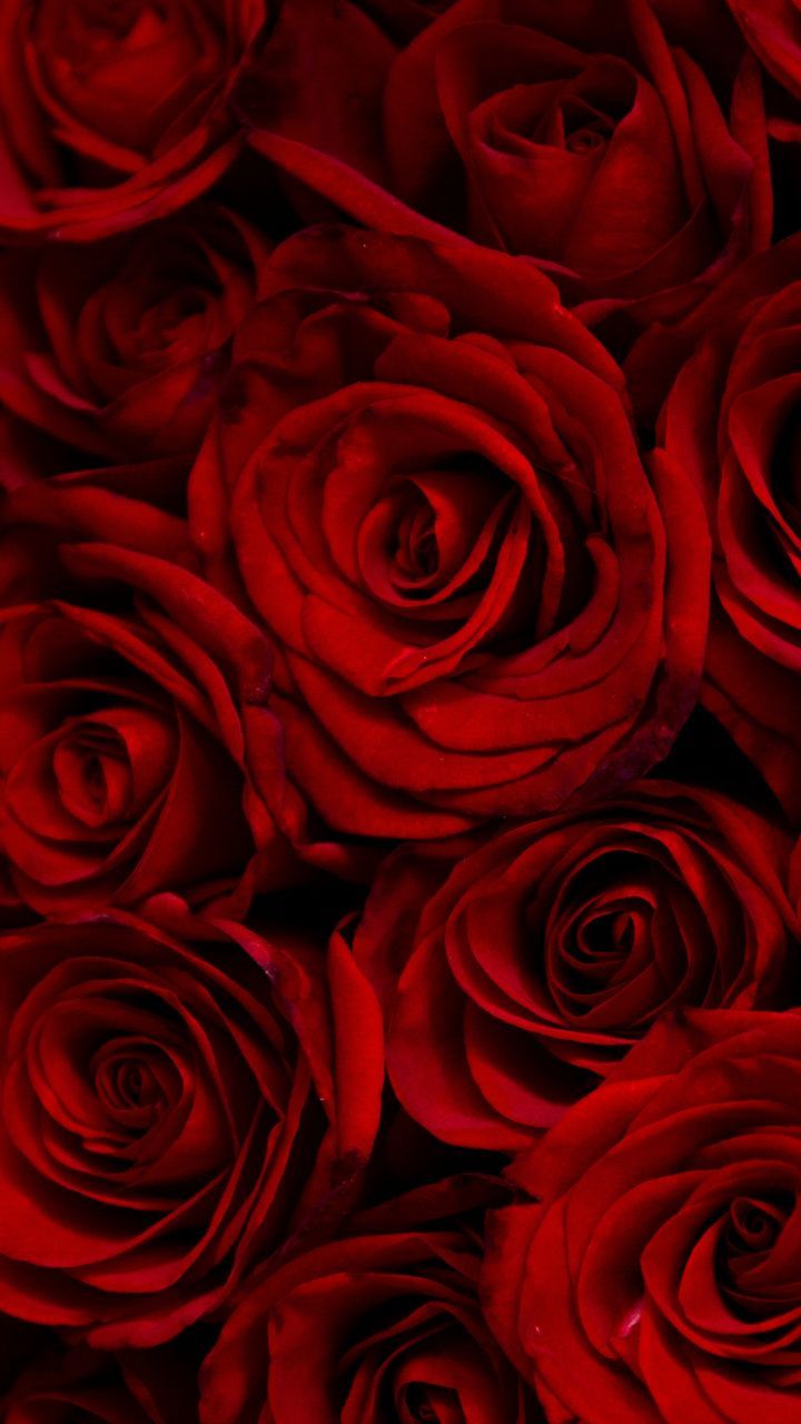 A wallpaper of red roses - Roses