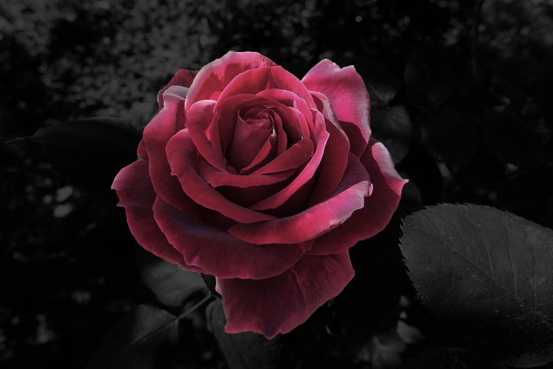 A red rose with black and white background - Roses, black rose