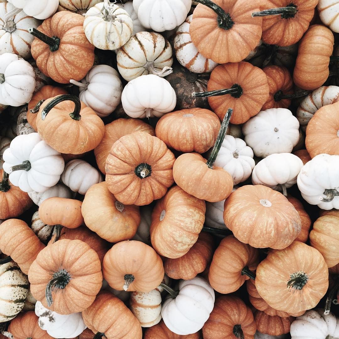 A pile of white and orange pumpkins - Pumpkin