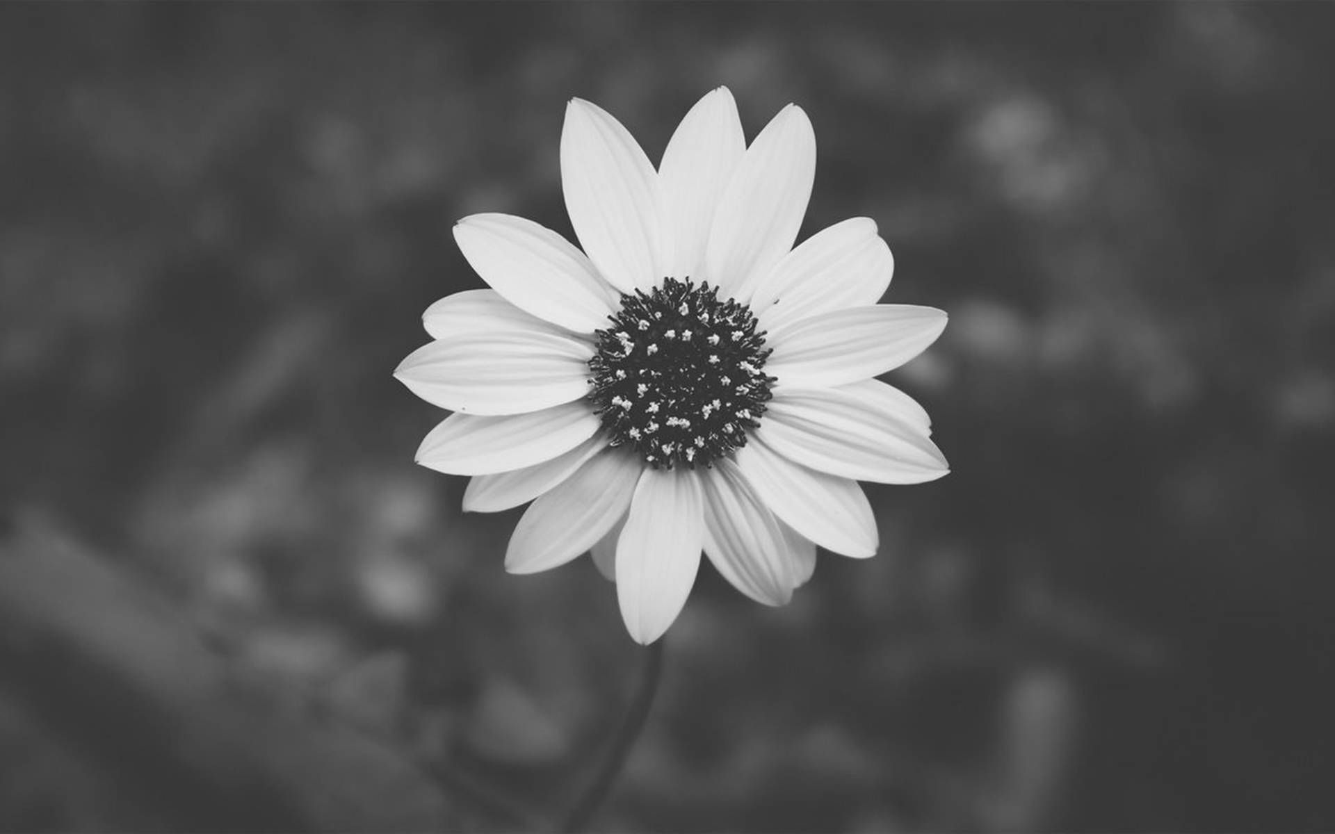 A black and white photo of the flower - Gray