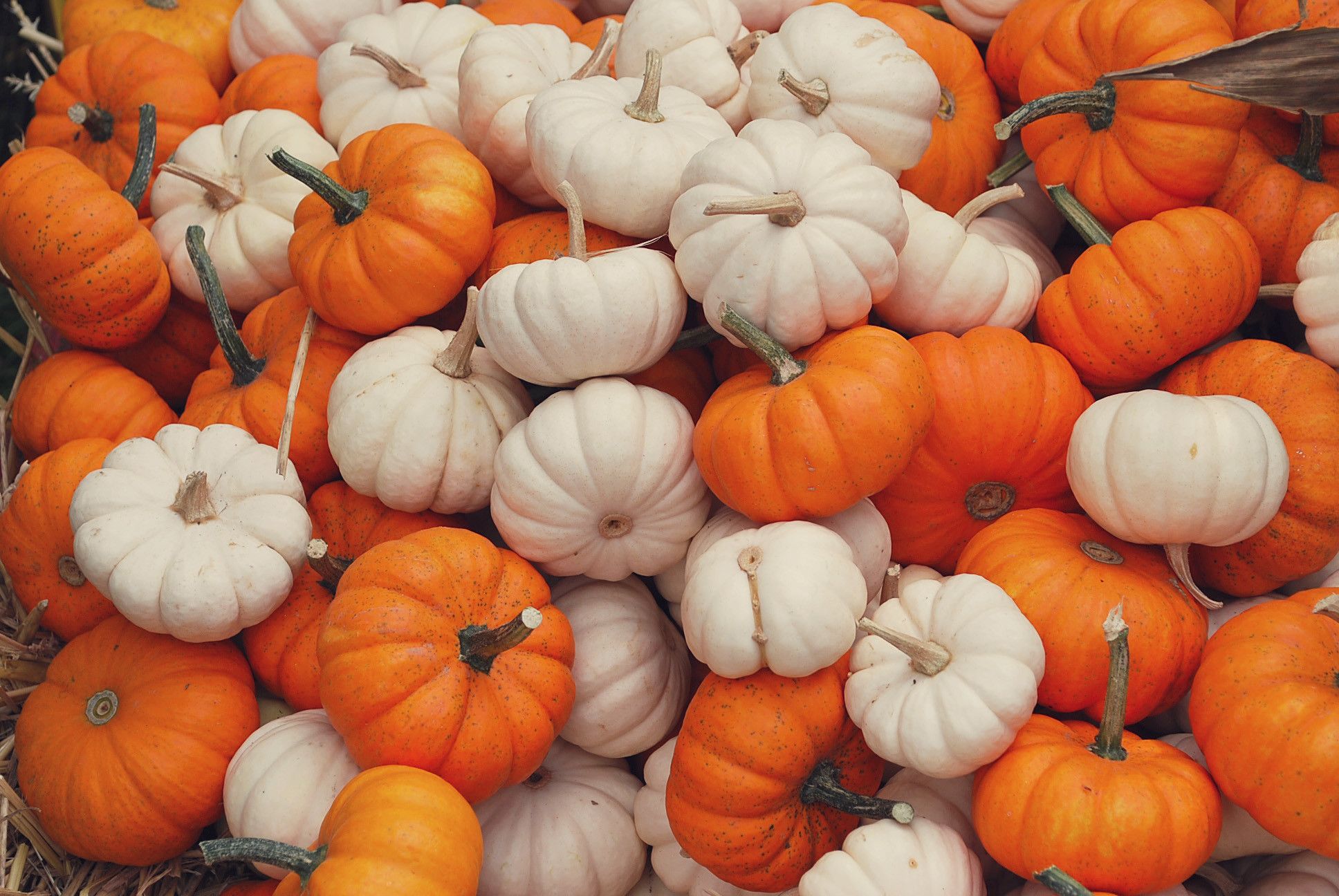 A pile of orange and white pumpkins - Pumpkin