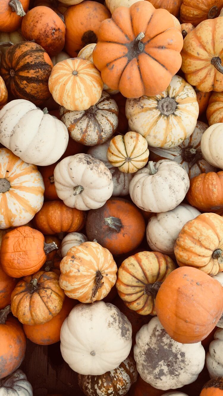 Pumpkin Autumn iPhone Wallpaper