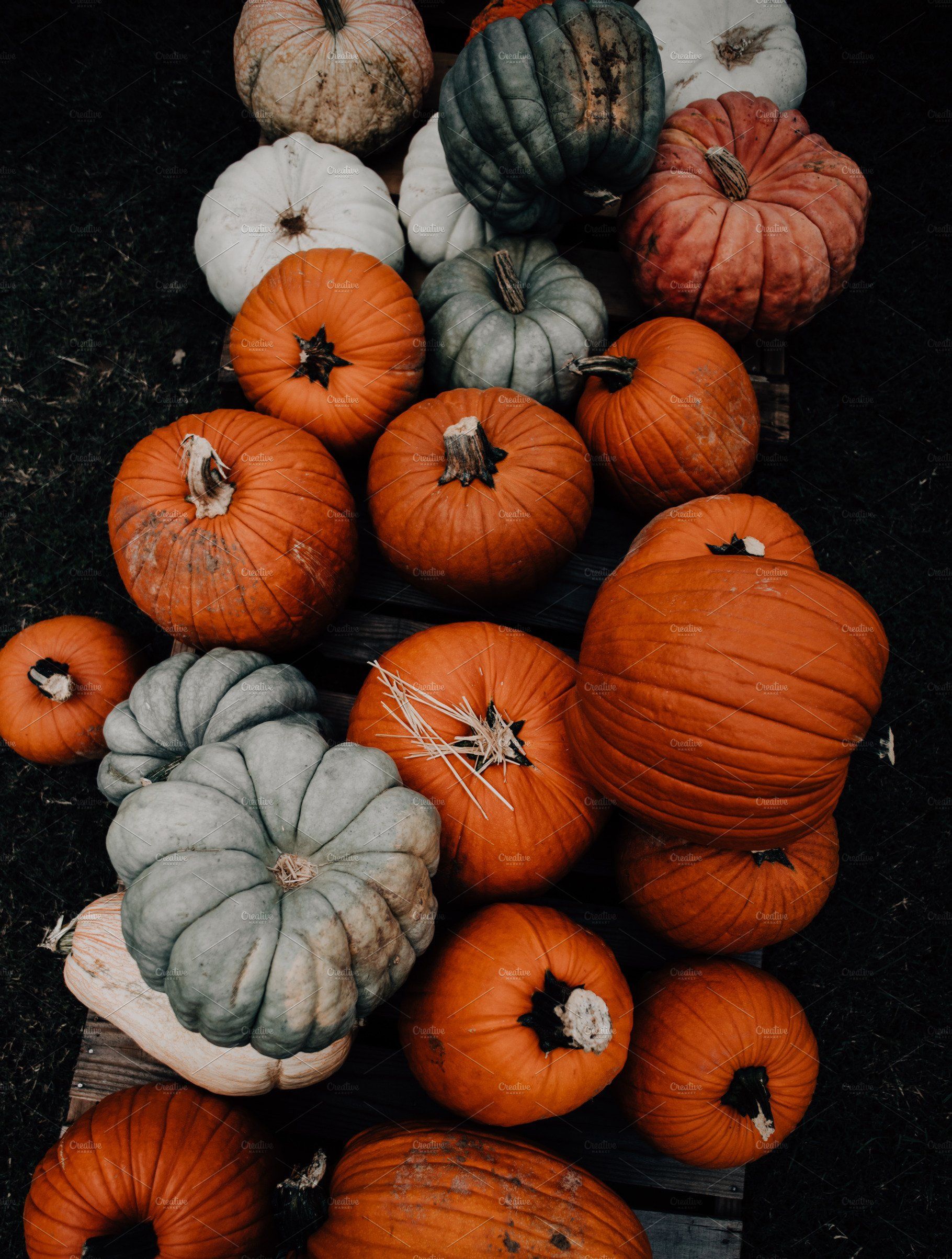 A pile of different colored pumpkins. - Pumpkin