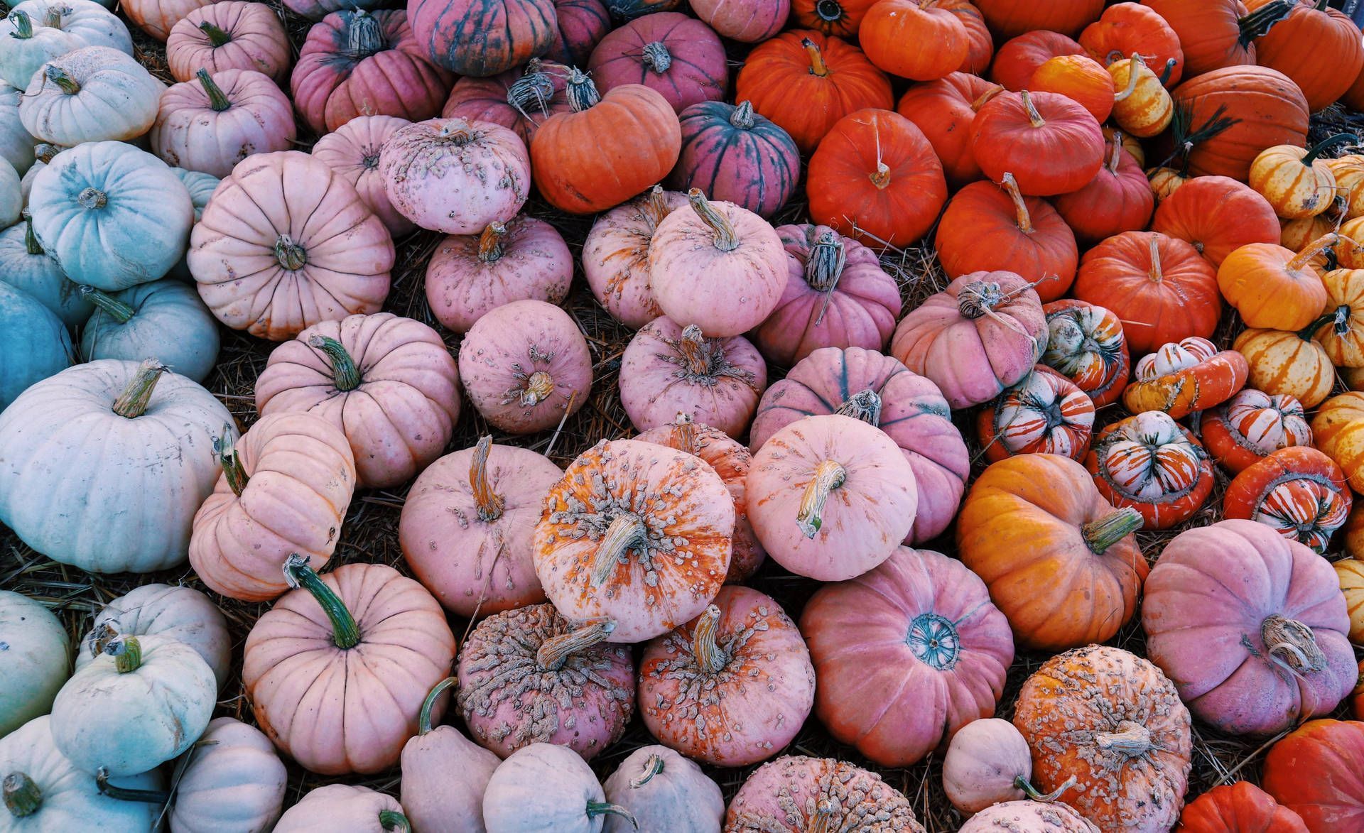 A colorful display of pumpkins in different colors - Pumpkin