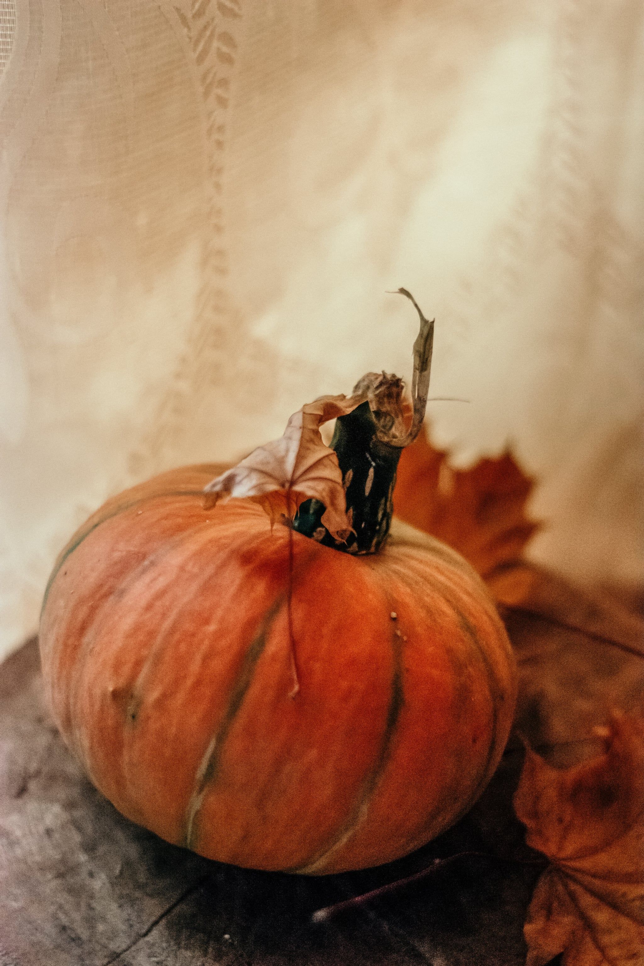 A mantis sits on top of a pumpkin. - Fall iPhone, pumpkin