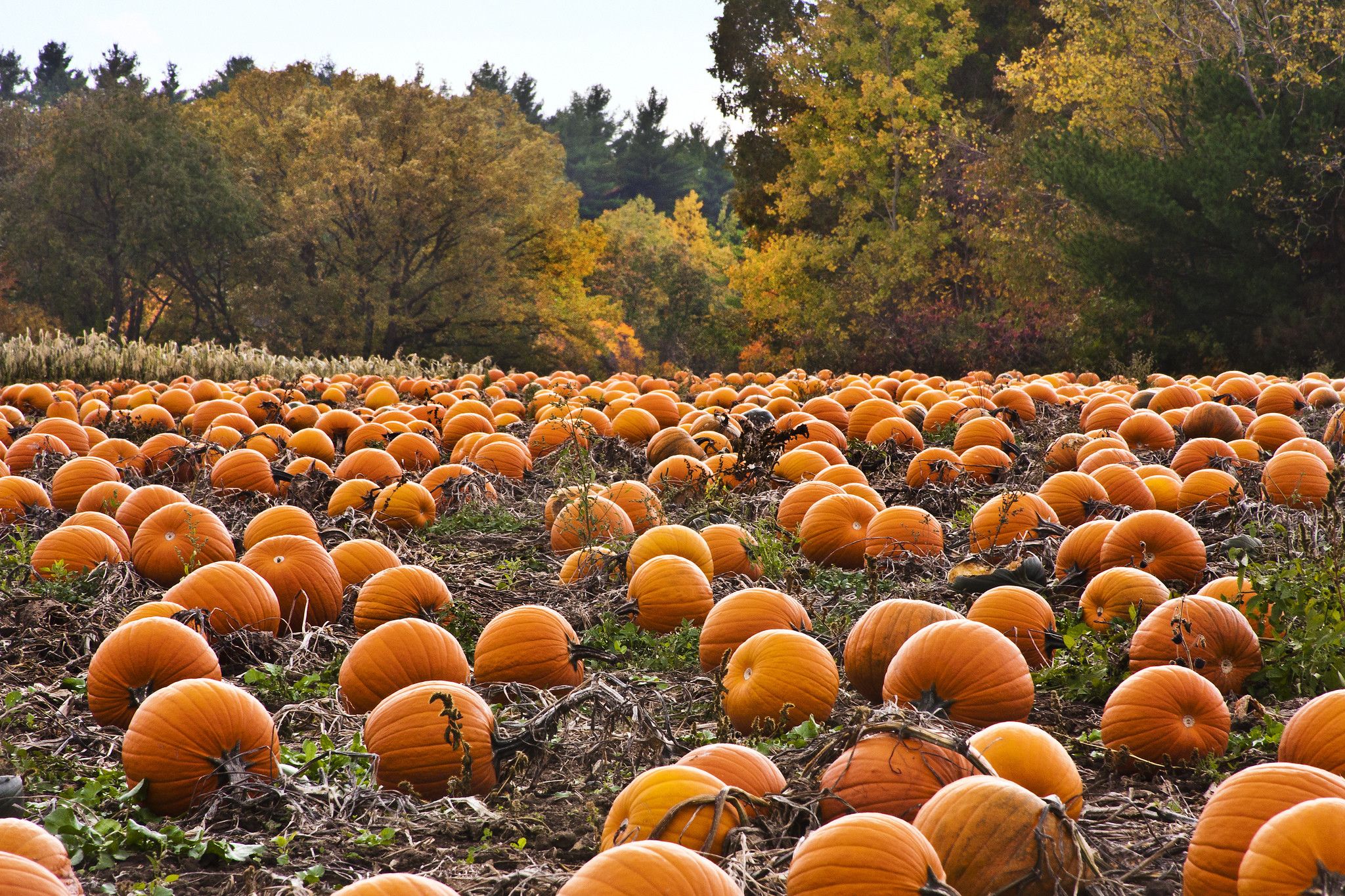 A pumpkin patch with trees in the background. - Fall, pumpkin