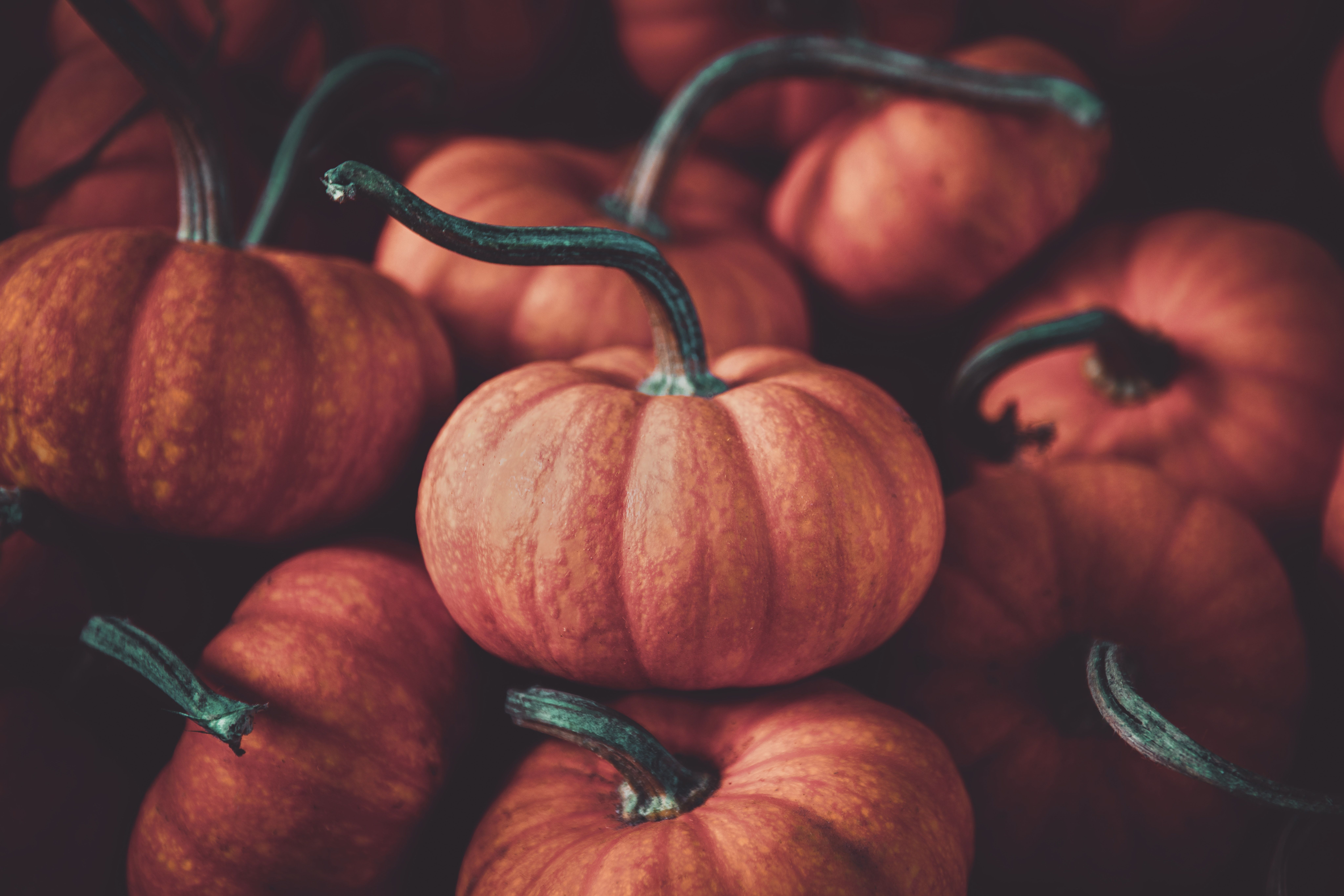 Pumpkins Photo, Download Free Pumpkins & HD Image