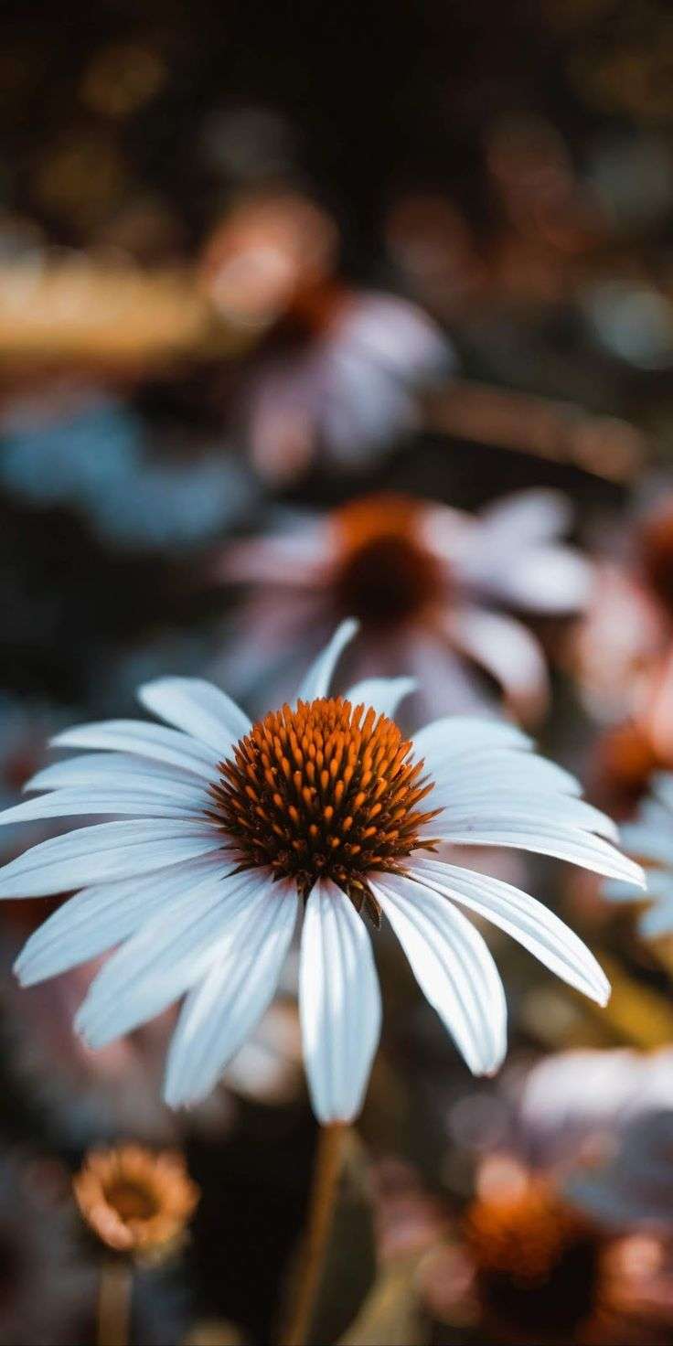 A close up of some white flowers in the grass - Daisy