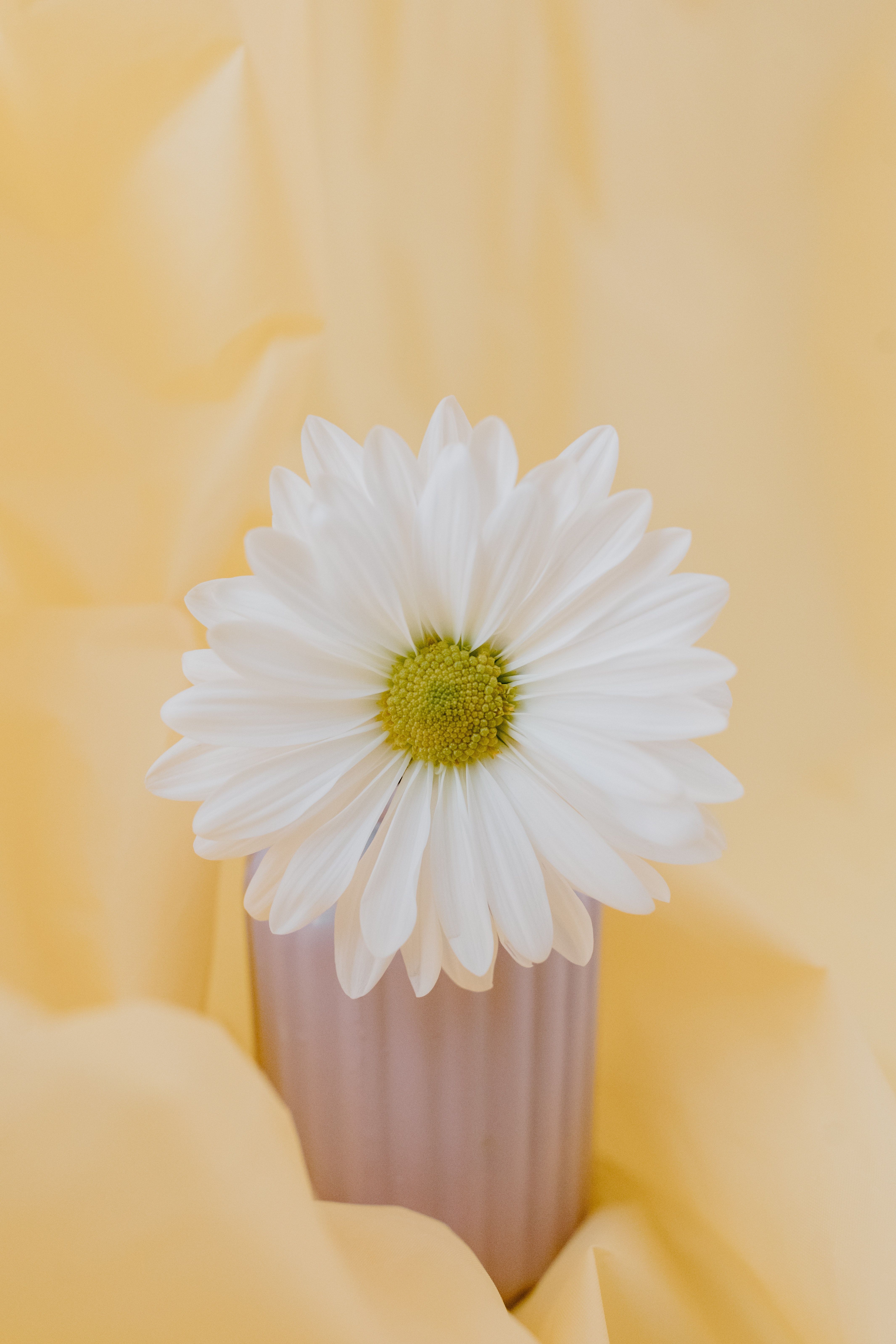 A white flower with a yellow center sits in a vase. - Daisy