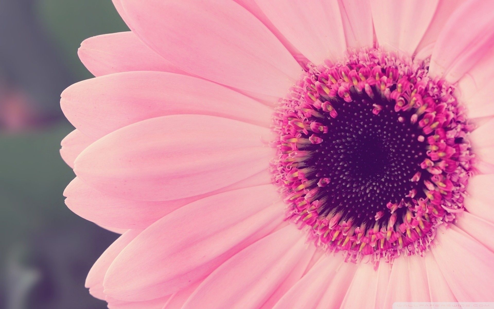 A close up of a pink flower with a purple center - Daisy