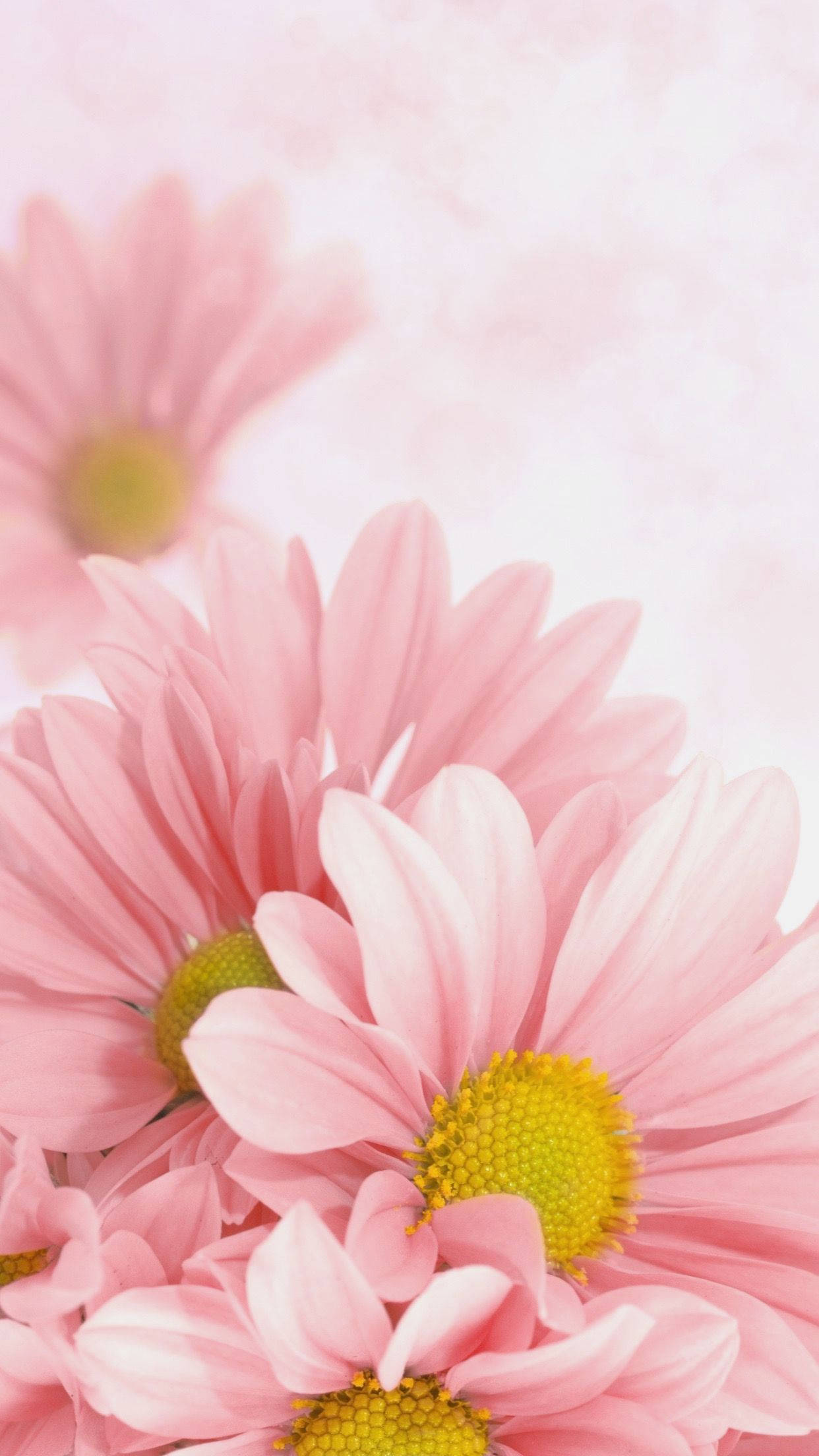 A vase of pink flowers on top - Daisy