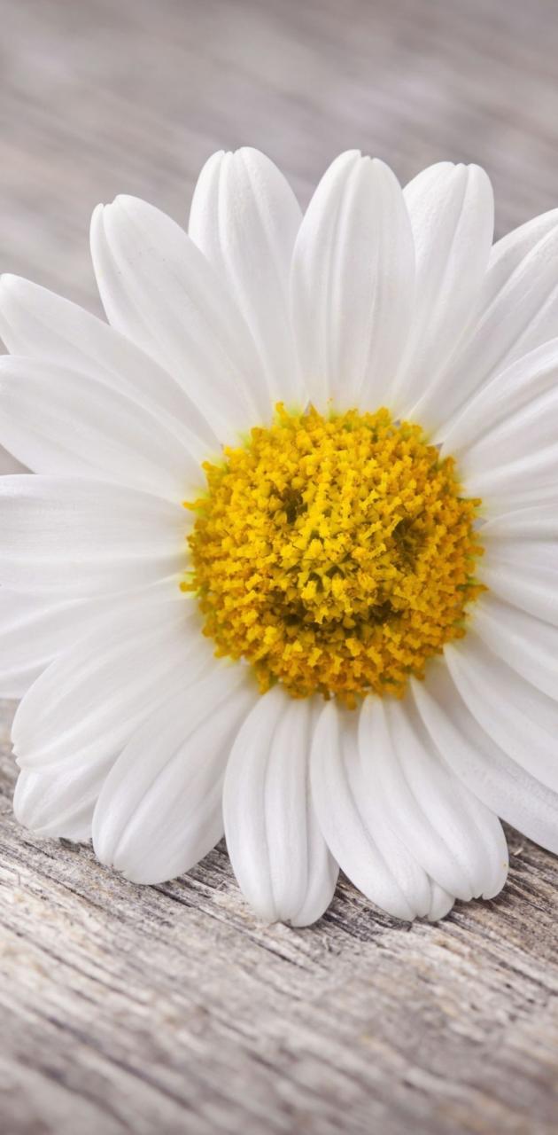 A white daisy with smiley face on it - Daisy