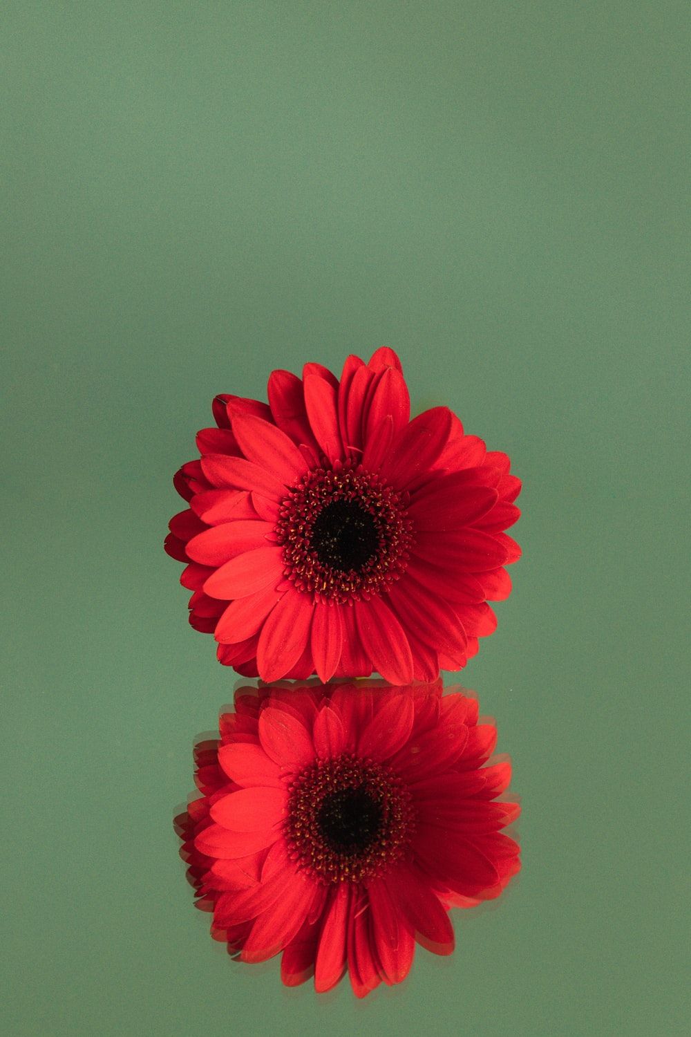 A single red flower sitting on top of water - Daisy