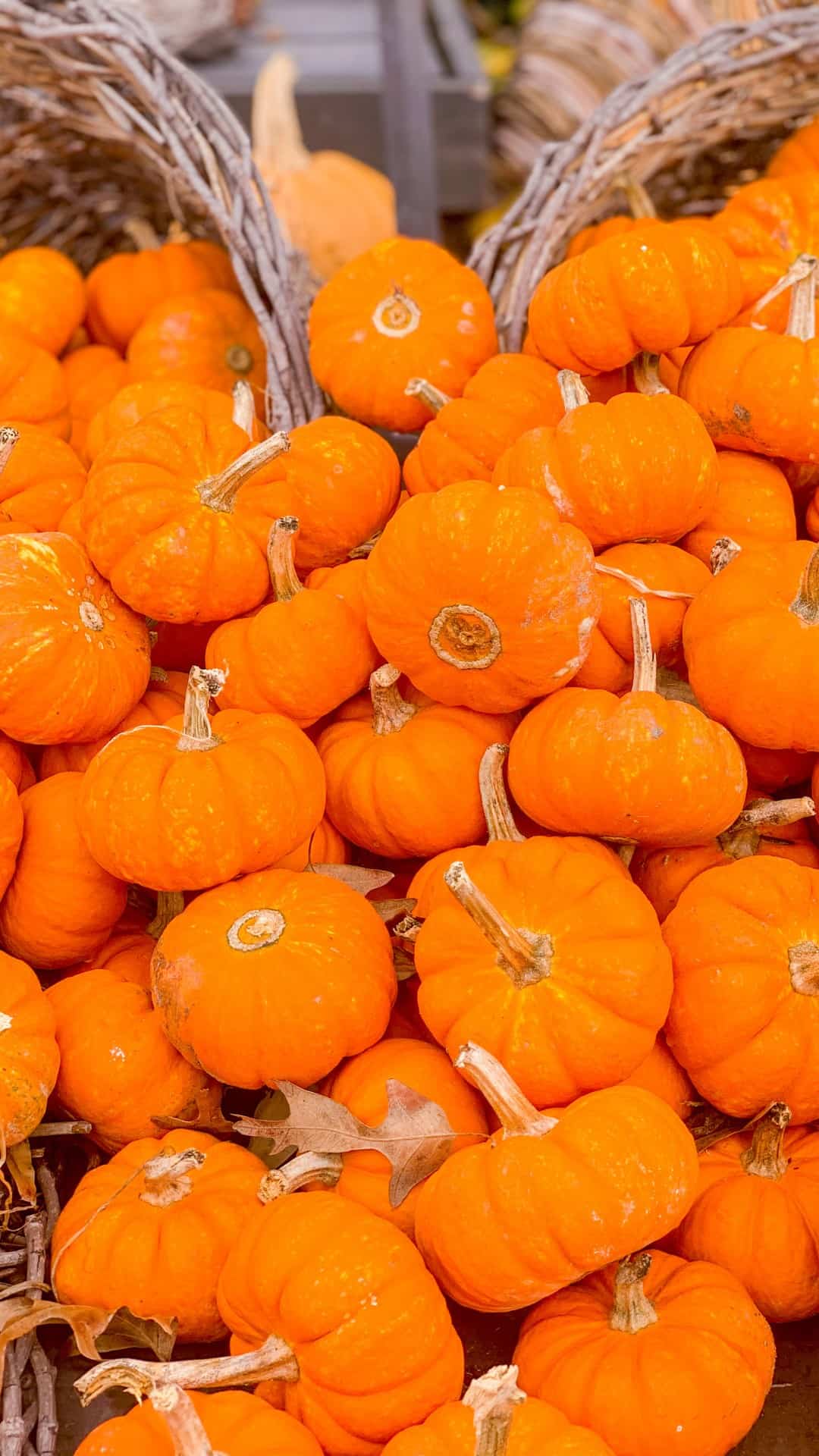 A bunch of small pumpkins in a basket - Fall iPhone, pumpkin