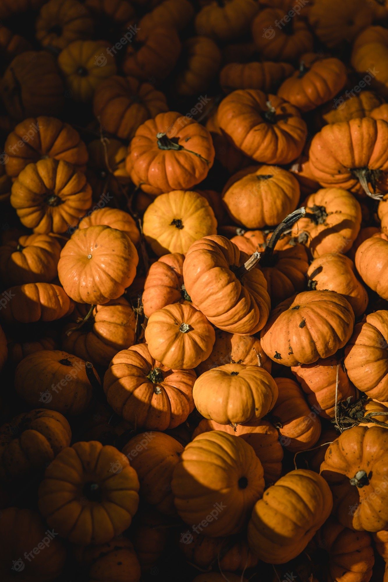 Fall Pumpkin Wallpaper Image