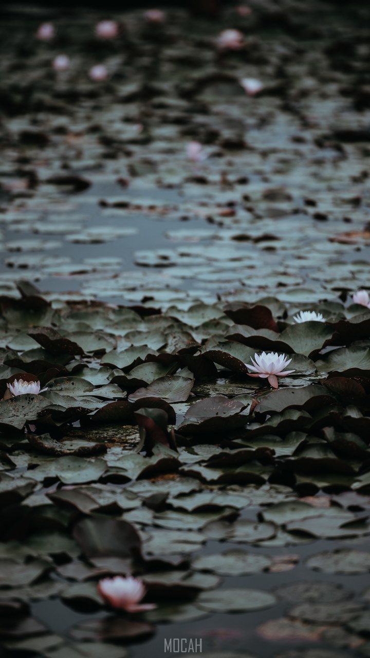 A pond with many water lilies and some flowers - Water