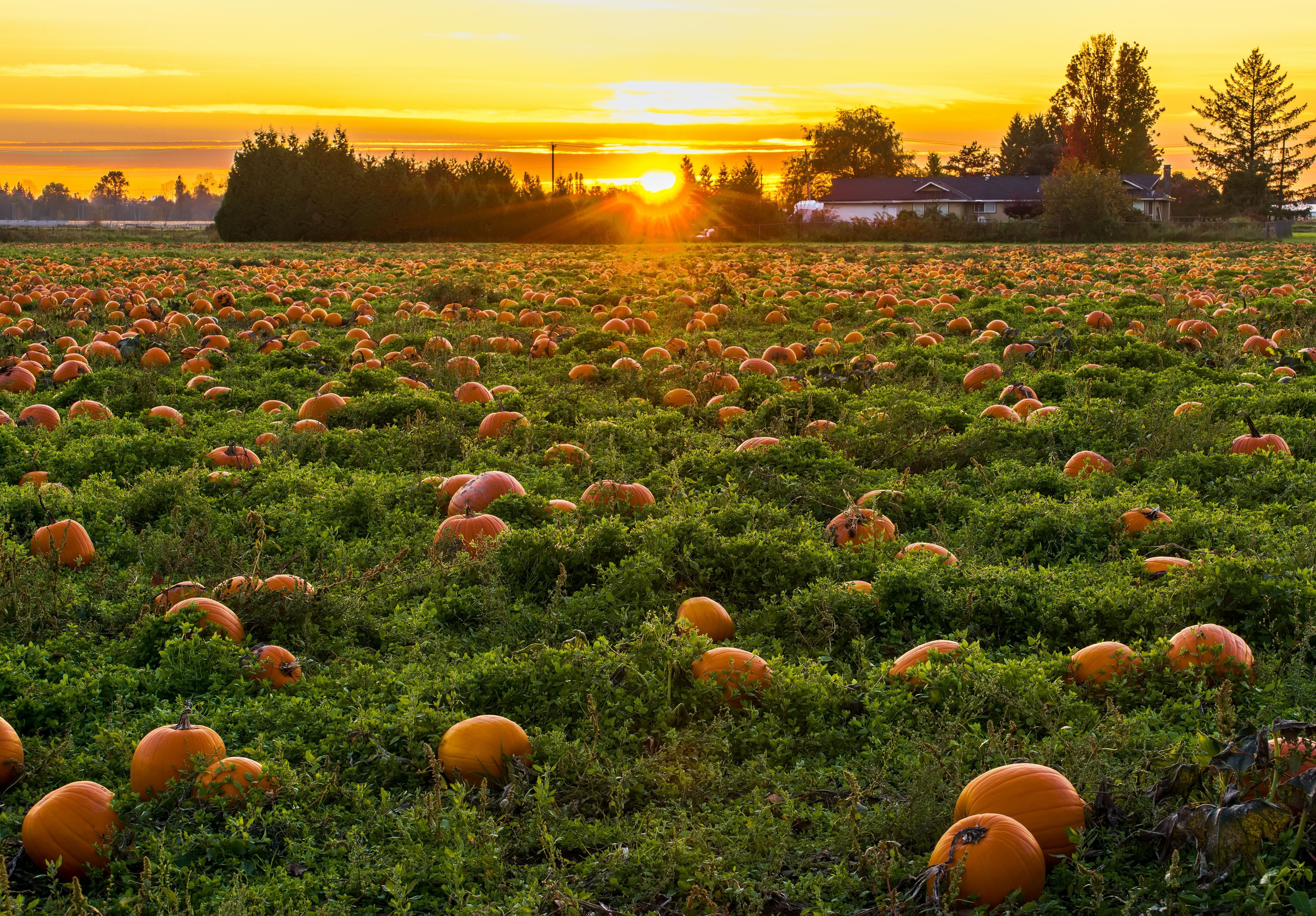 A field of pumpkins in the sunset - Pumpkin