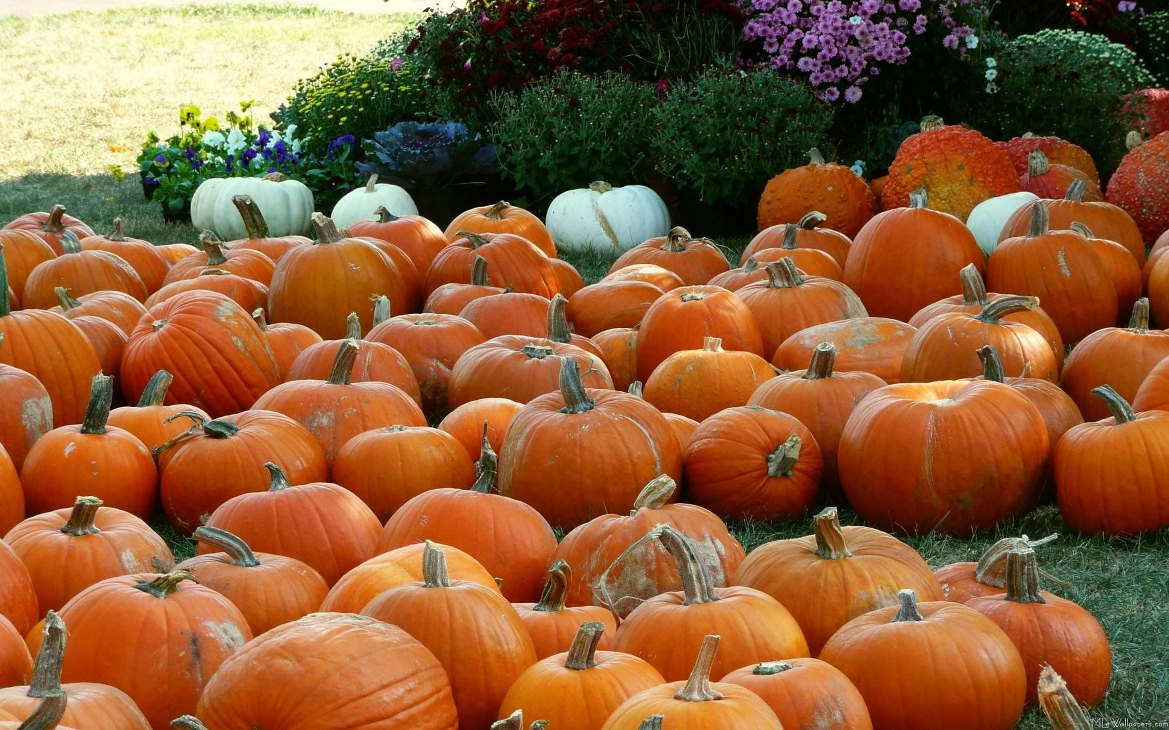 A large group of pumpkins sitting on the ground - Pumpkin