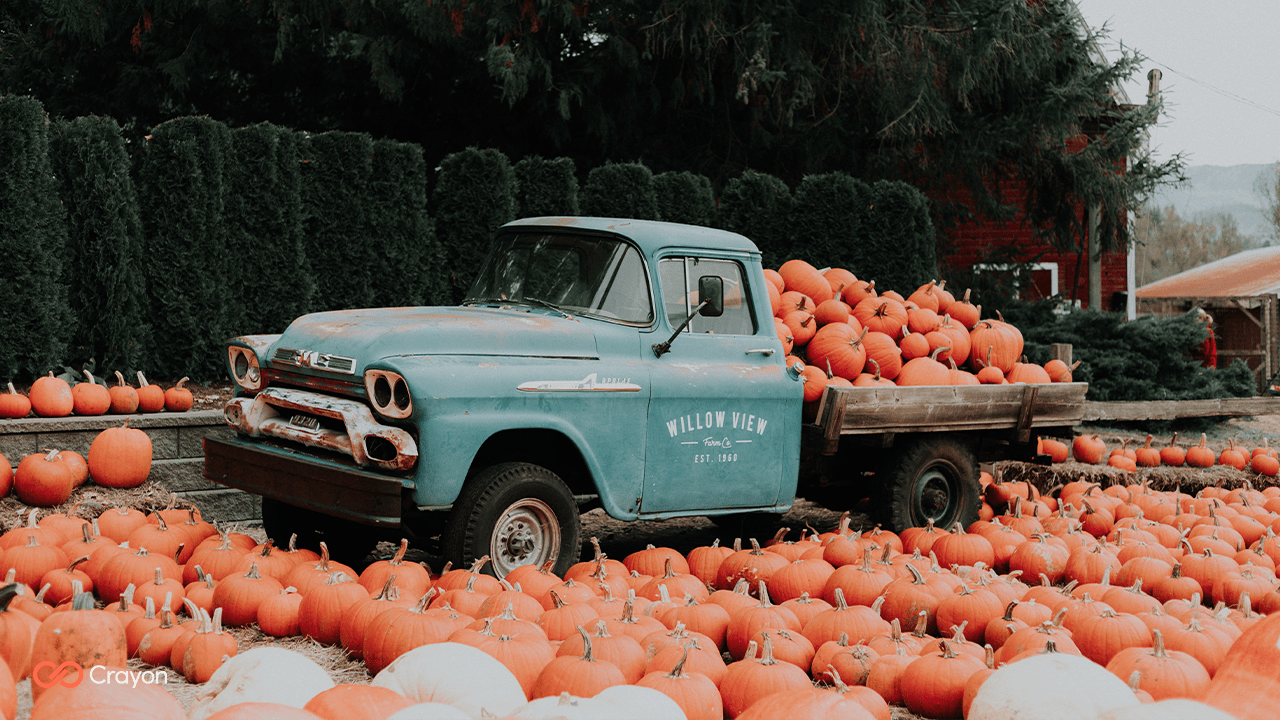 A truck is parked in the middle of pumpkins - Pumpkin