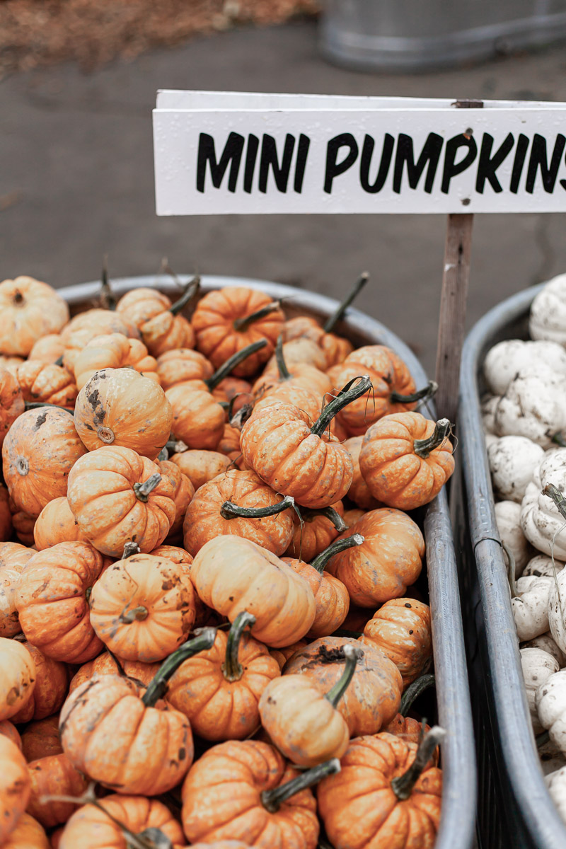 A bucket of small orange pumpkins with a sign above that says 