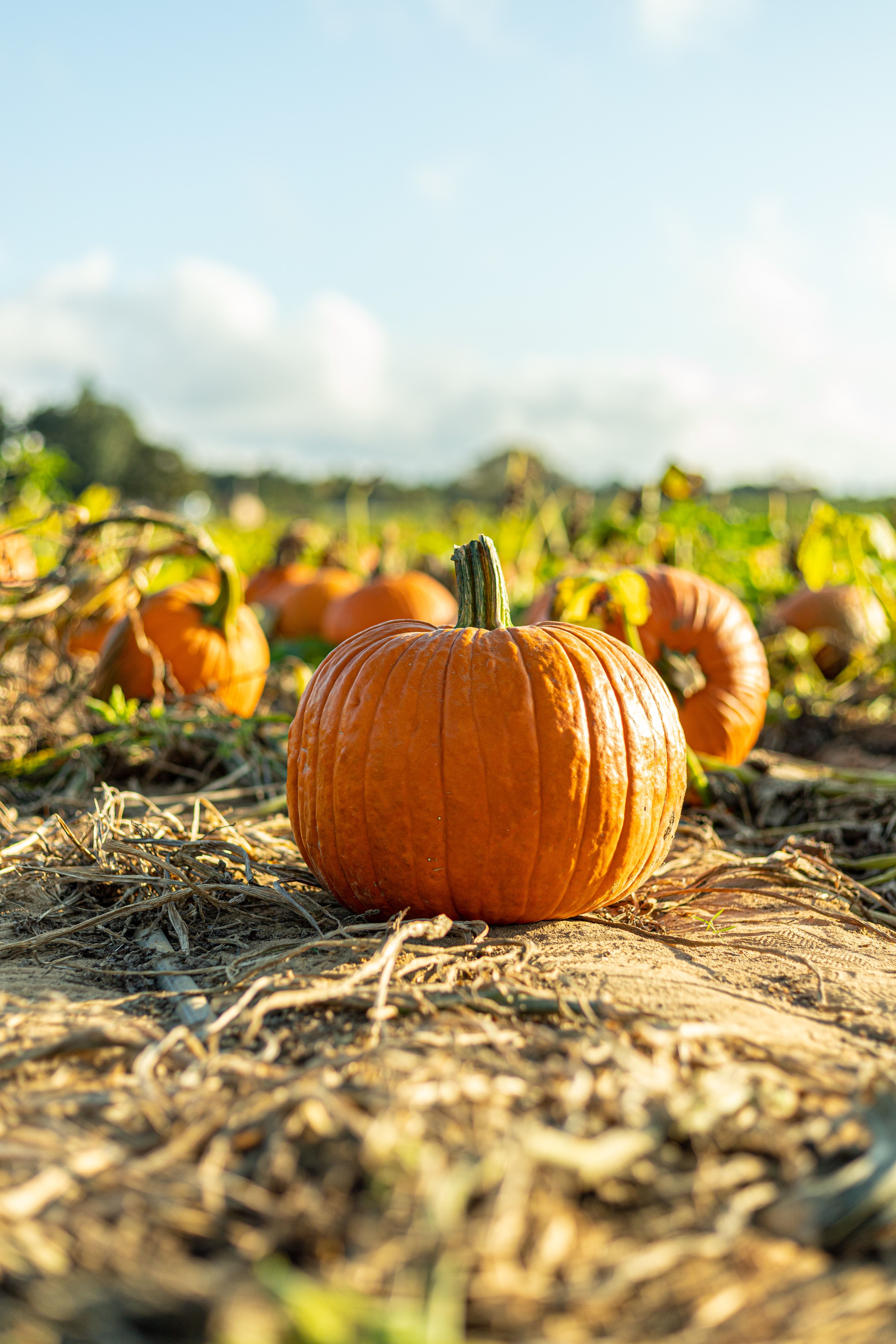 A pumpkin sitting on top of hay in the field - Pumpkin